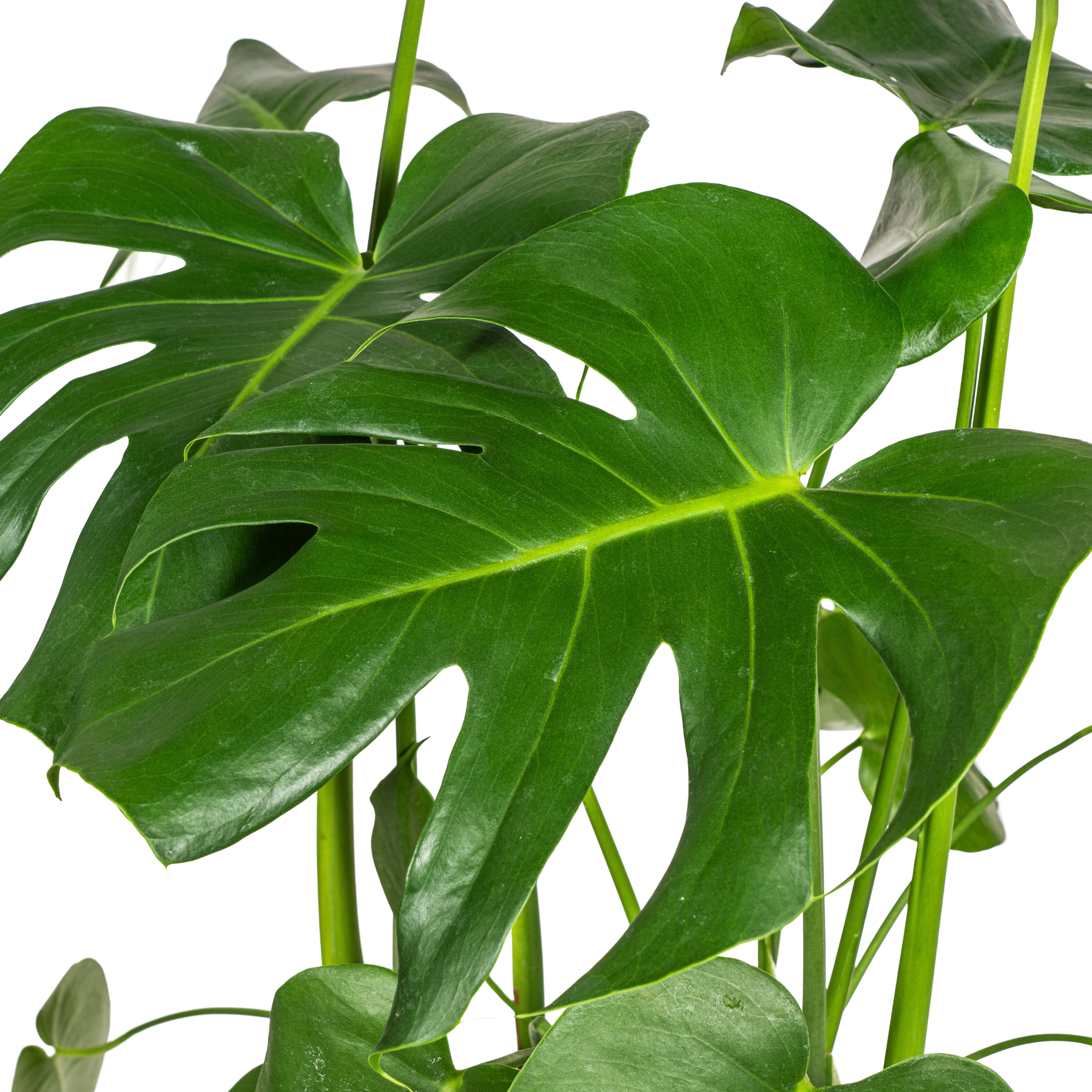 Fensterblatt - Monstera Deliciosa Tauerii mit Korb Ø21cm - ↕70 - 90cm