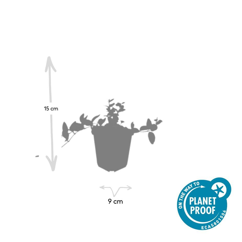 Kleines Immergrün - Vinca minor 'Argenteovariegata' - ↕10-25cm - Ø9cm 48 Stück