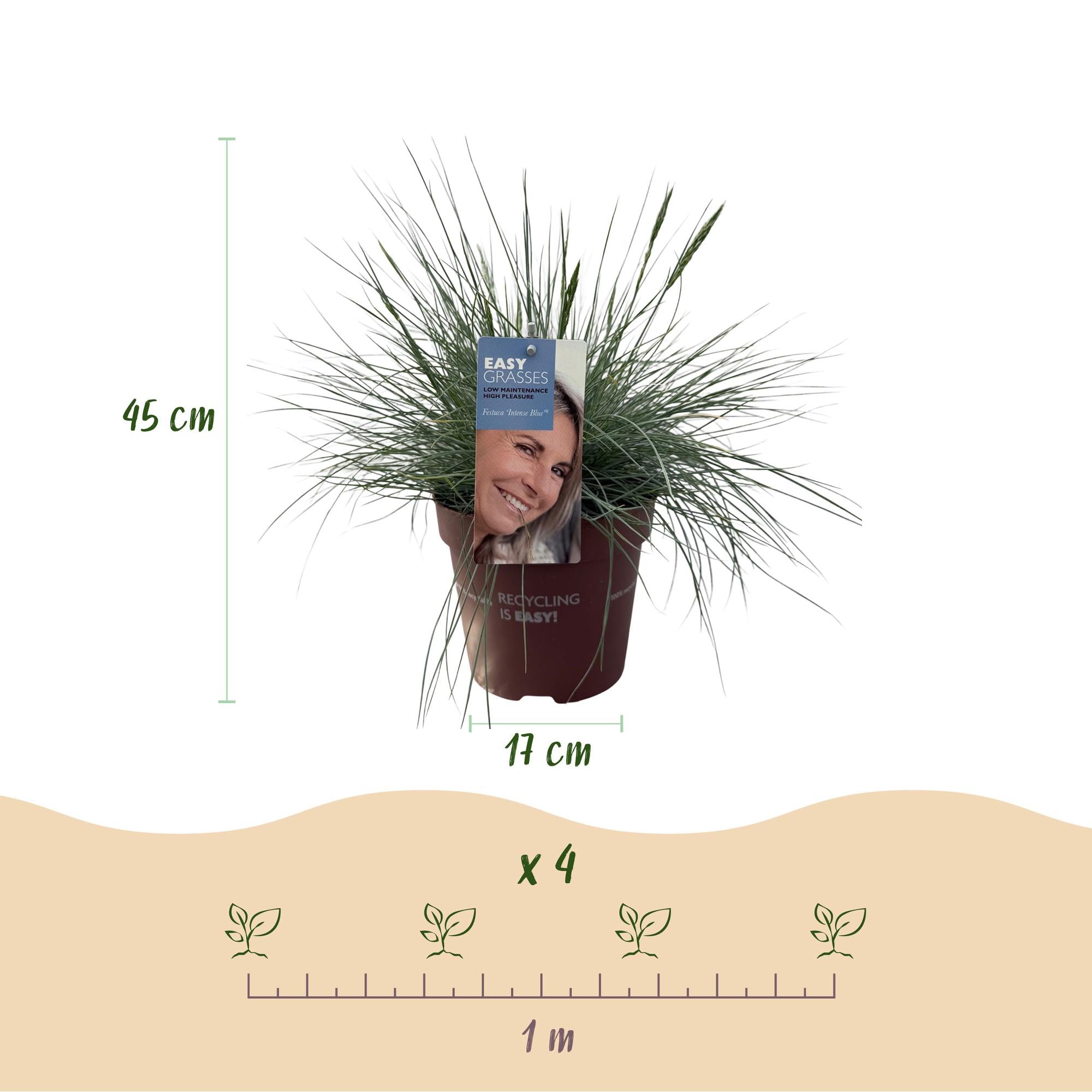 Blauschwingel  - Festuca glauca Intense Blue - Blau - 2 Pflanzen - Immergrün - Wenig Pflege - Topf 17cm Höhe 50cm