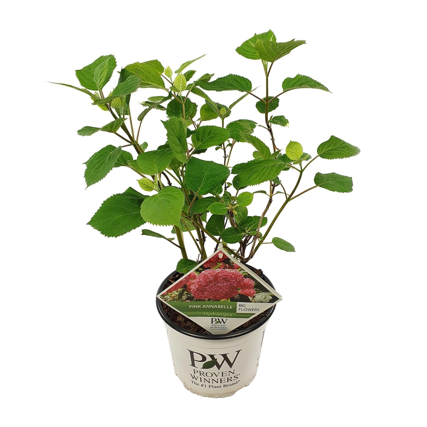 Schneeballhortensie - Hydrangea arbo. 'Pink Annabelle' - Ø19cm - ↕30cm