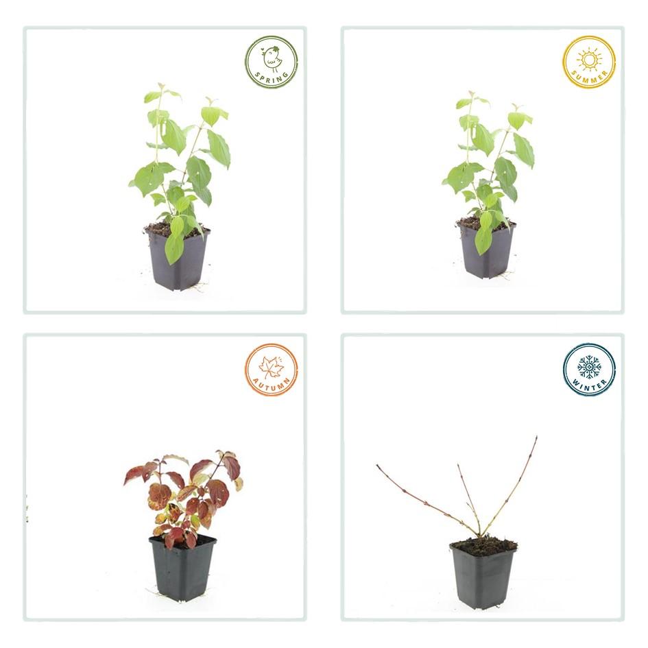 Roter Hartriegel - Cornus sang. 'Midwinter Fire' - ↕10-25cm - Ø9cm 40 Stück