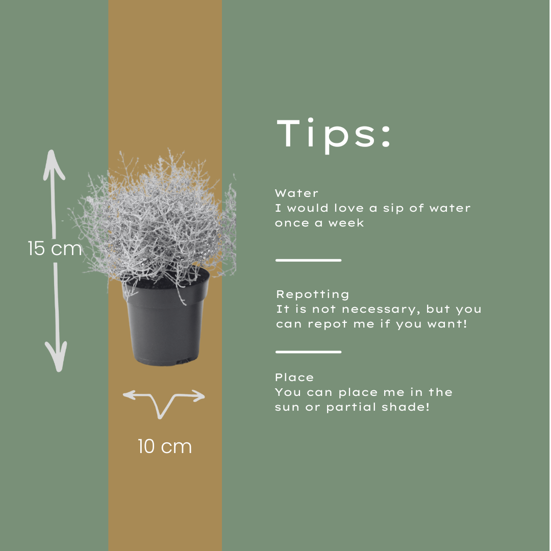 Stacheldrahtpflanze - Calocephalus (Silberstrauch) – 10 cm Ø – 15 cm ↕ 6 Stück