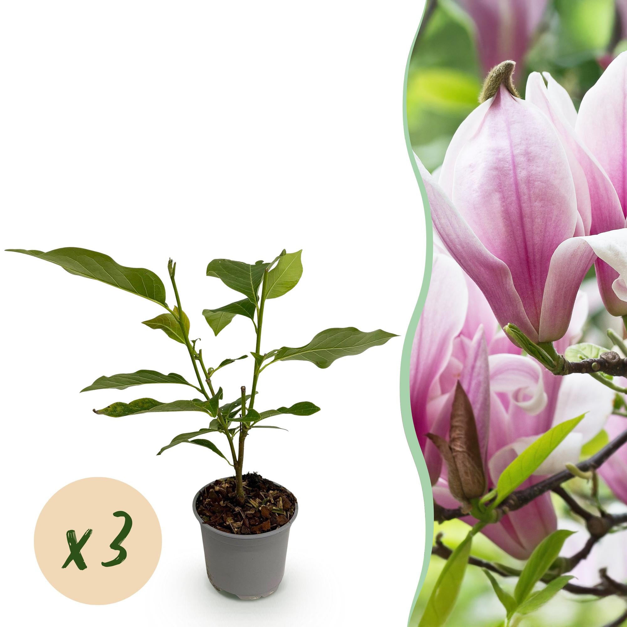 Magnolienstrauch - Magnolia George Henry Kern - Blüte Rosa - 3 Pflanzen - Laubabwerfend - Wenig Pflege - Topf 12cm Höhe 30cm