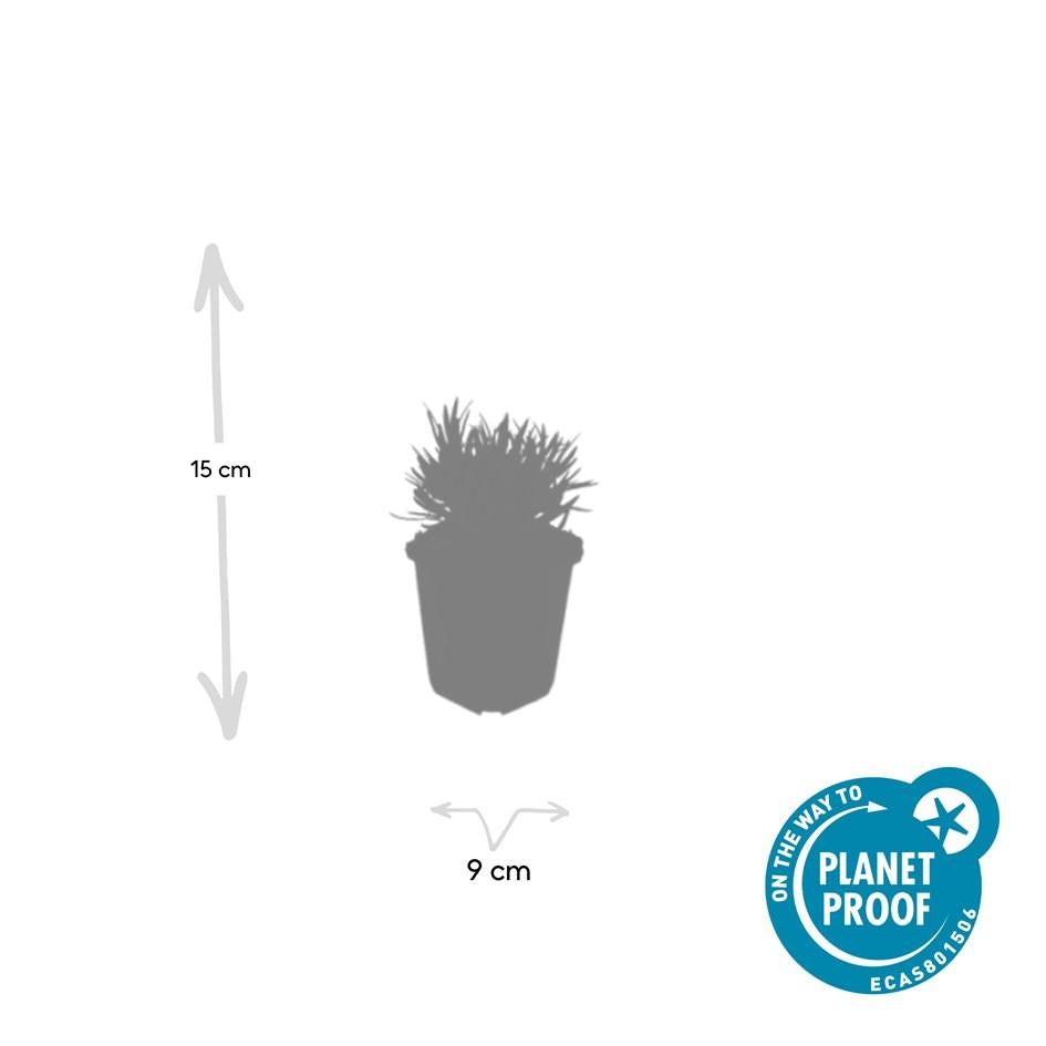 Weißer Lavendel - Lavandula int. 'Edelweiss' - ↕10-25cm - Ø9cm 60 Stück