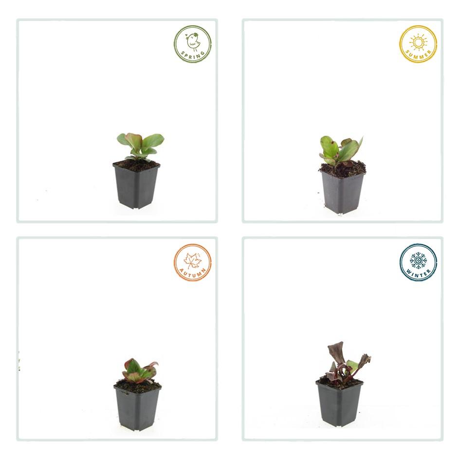 Herzblattbergenie - Bergenia cordifolia 'Herbstblüte'  - ↕10-25cm - Ø9cm 20 Stück