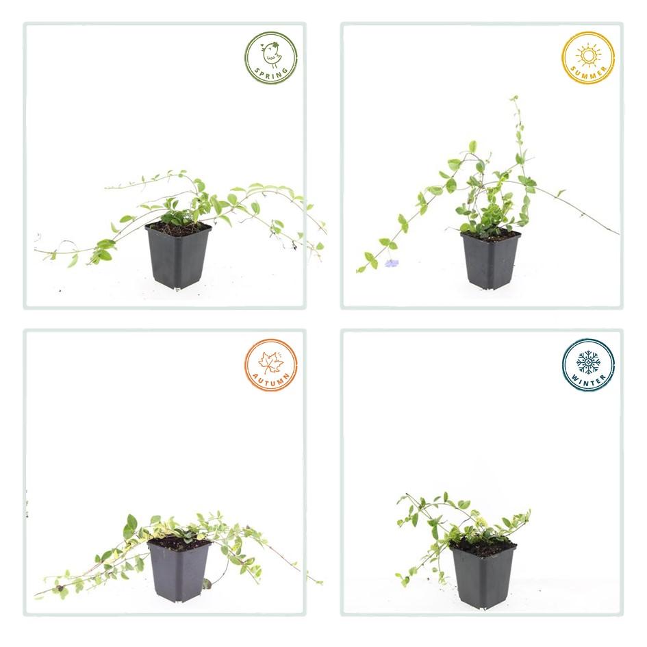 Kleines Immergrün - Vinca minor 'Blue and Gold' - ↕10-25cm - Ø9cm 48 Stück