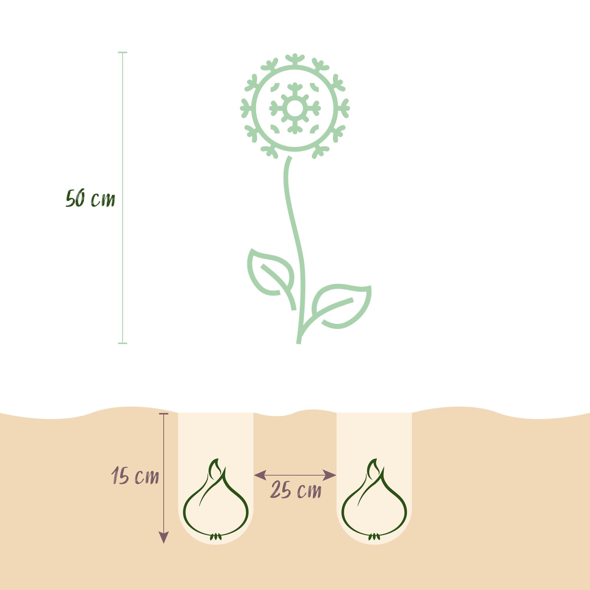Zierlauch - Blumenzwiebeln - Allium Christophii - Farbe Lila - 15 Stück - Zwiebelgröße 10/2 - XXL Pack
