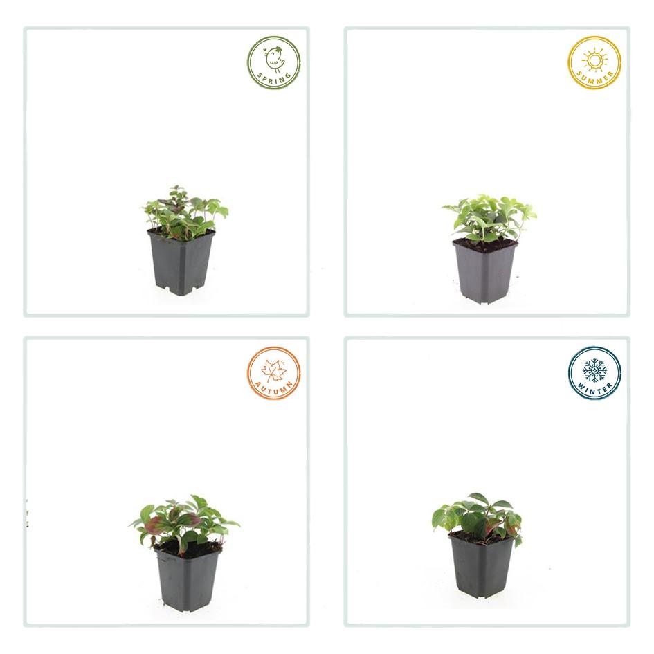 Kanadischer Hartriegel - Cornus canadensis - ↕10-25cm - Ø9cm 40 Stück