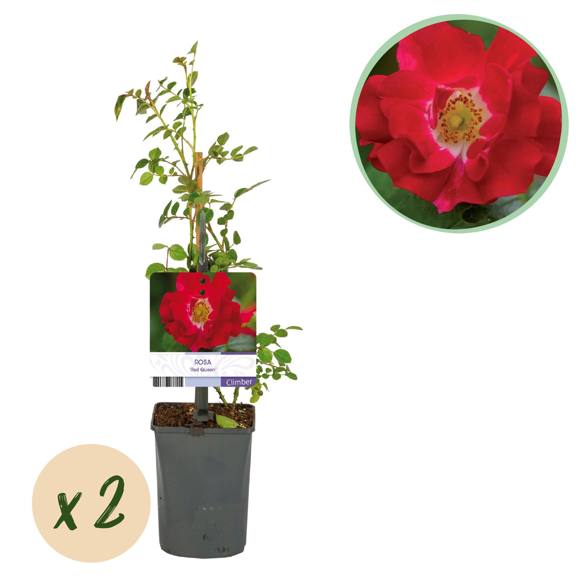Rosen - Rosa Red Queen - Kletterrose Blüte Rot - 2 Pflanzen - Topf 11cm Höhe 40cm