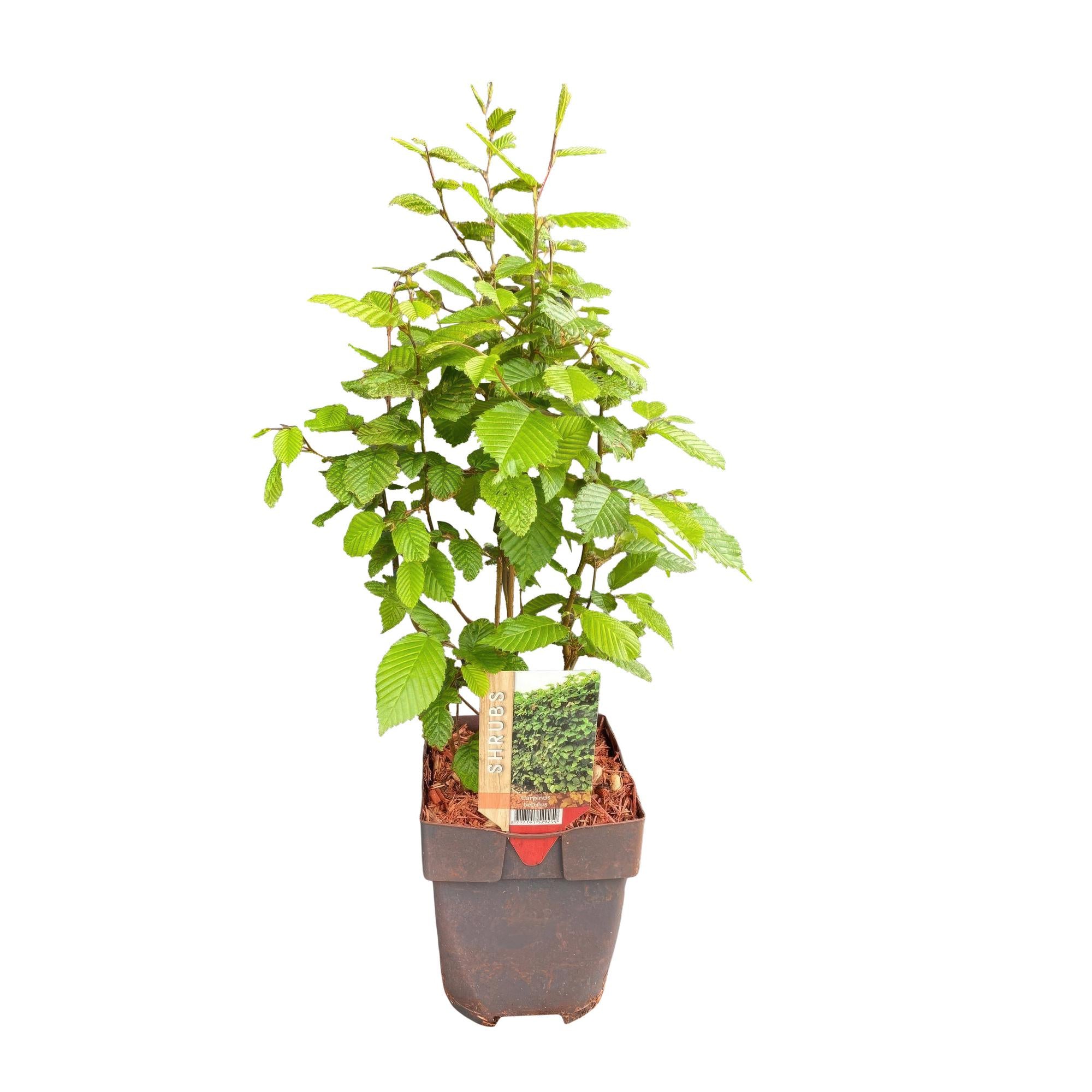 Weißbuche - Carpinus betulus - Blatt grün - 6 Pflanzen - 1 laufender Meter - laubabwerfend - Topf 17cm Höhe 55cm