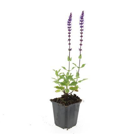 Steppensalbei - Salvia nem. 'Caradonna' - ↕10-25cm - Ø9cm 24 Stück