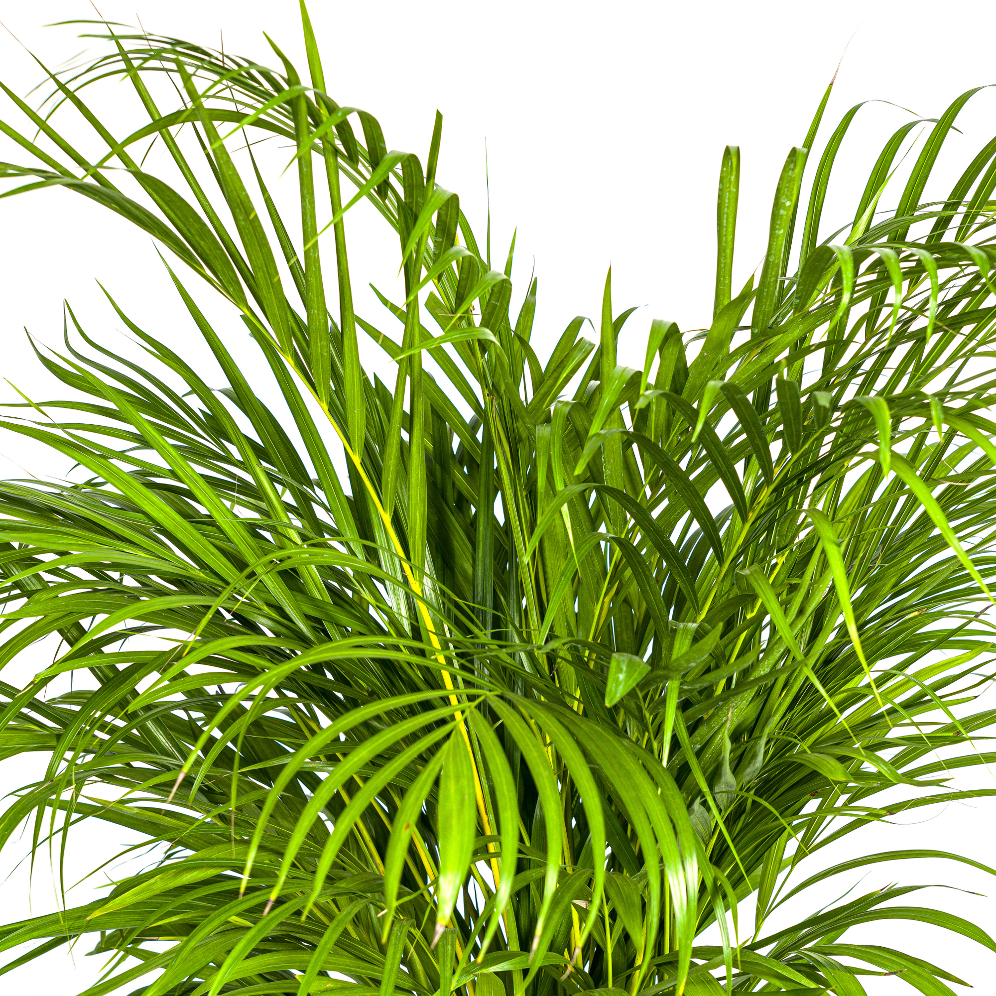 Arecapalme - Dypsis Areca Lutescens mit Korb Ø24cm - ↕120 - 140cm