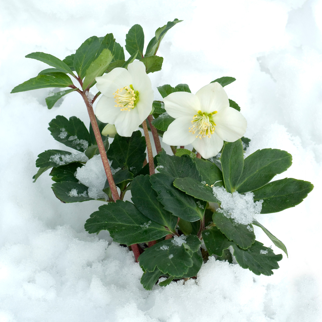Christrosen Set - Helleborus niger ‘Christmas Carol’ – 48 Christrosen im Set (8 x Sixpack)