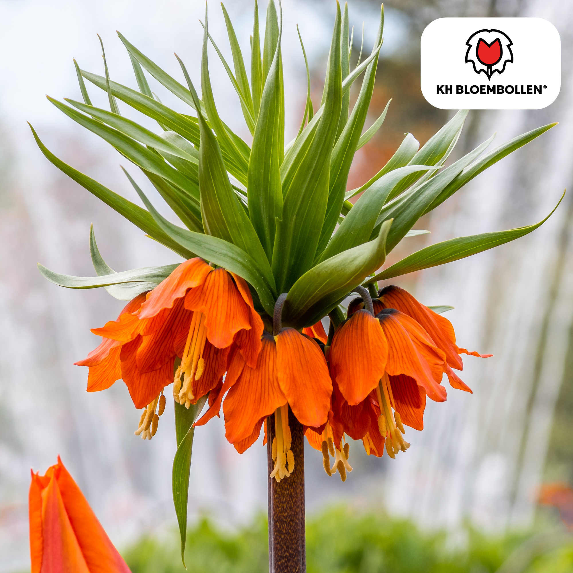 Kaiserkrone - Fritillaria Imperialis Rubra Rot/Orange 5 Stück