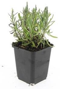 Lavendel - Lavandula ang. 'Munstead' - ↕10-25cm - Ø9cm 48 Stück