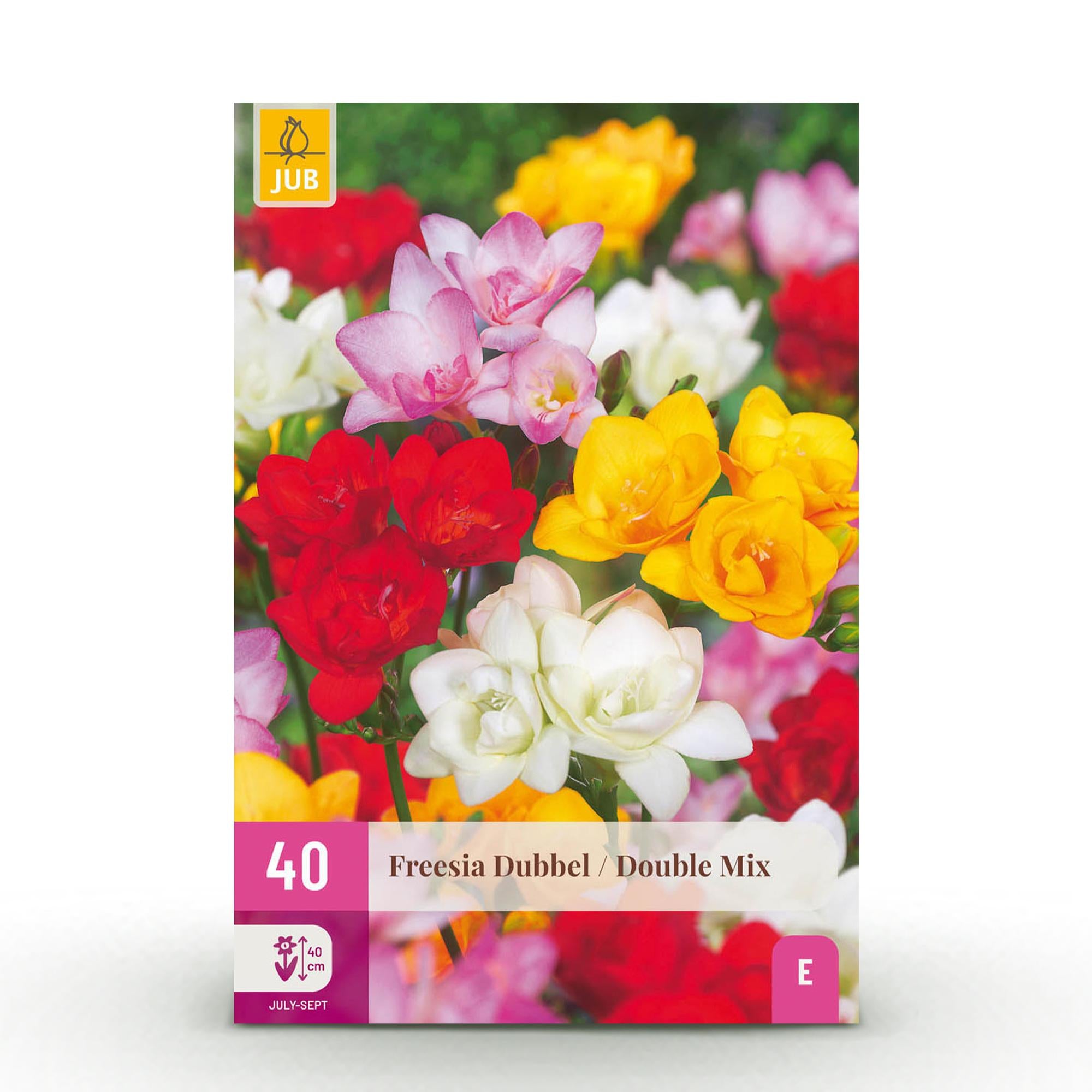Freesien - Freesia Double Mix - Verschiedene Farben - 40 Stück - Zwiebelgröße 5/6 - XXL Pack