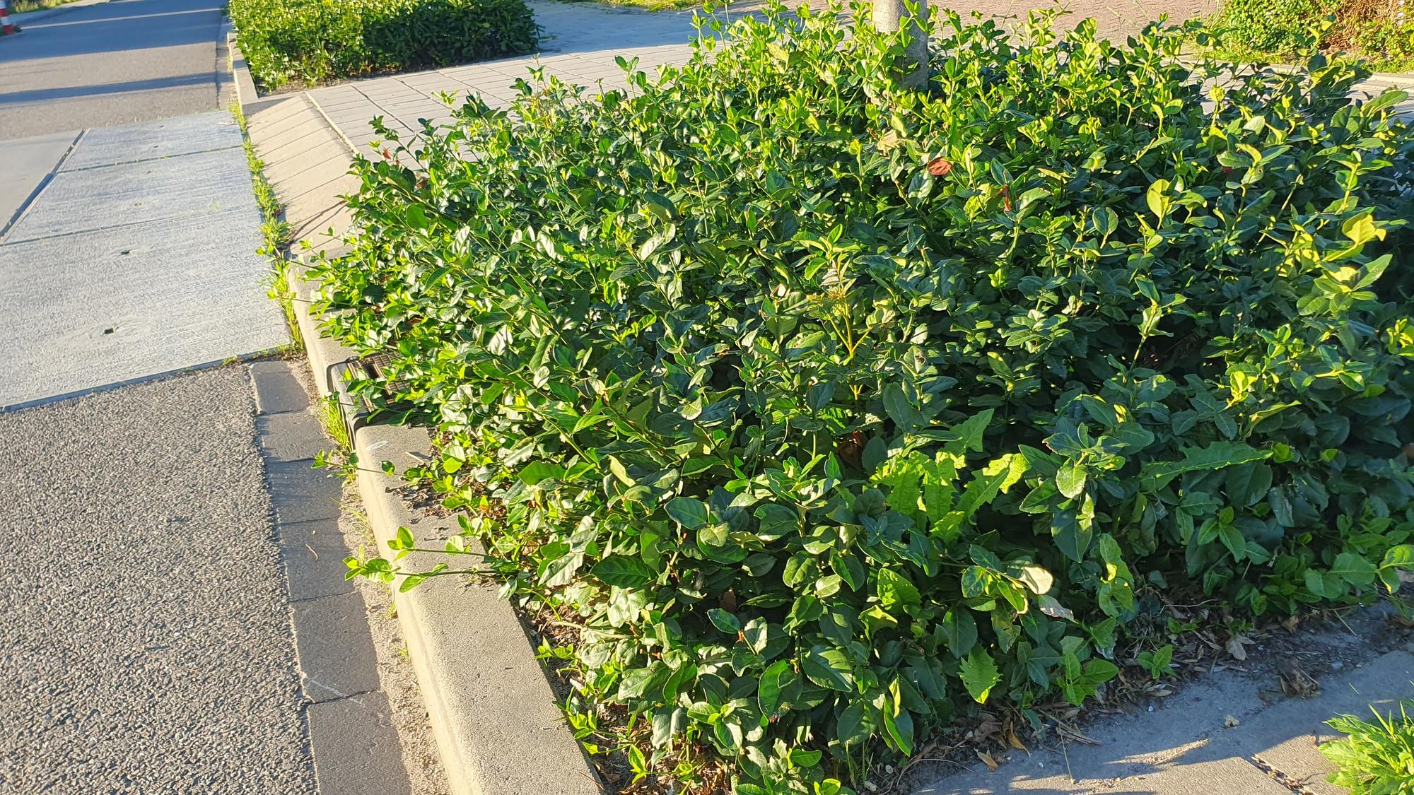 Purpur Kriechspindel - Euonymus fort. 'Coloratus' - ↕10-25cm - Ø9cm 48 Stück