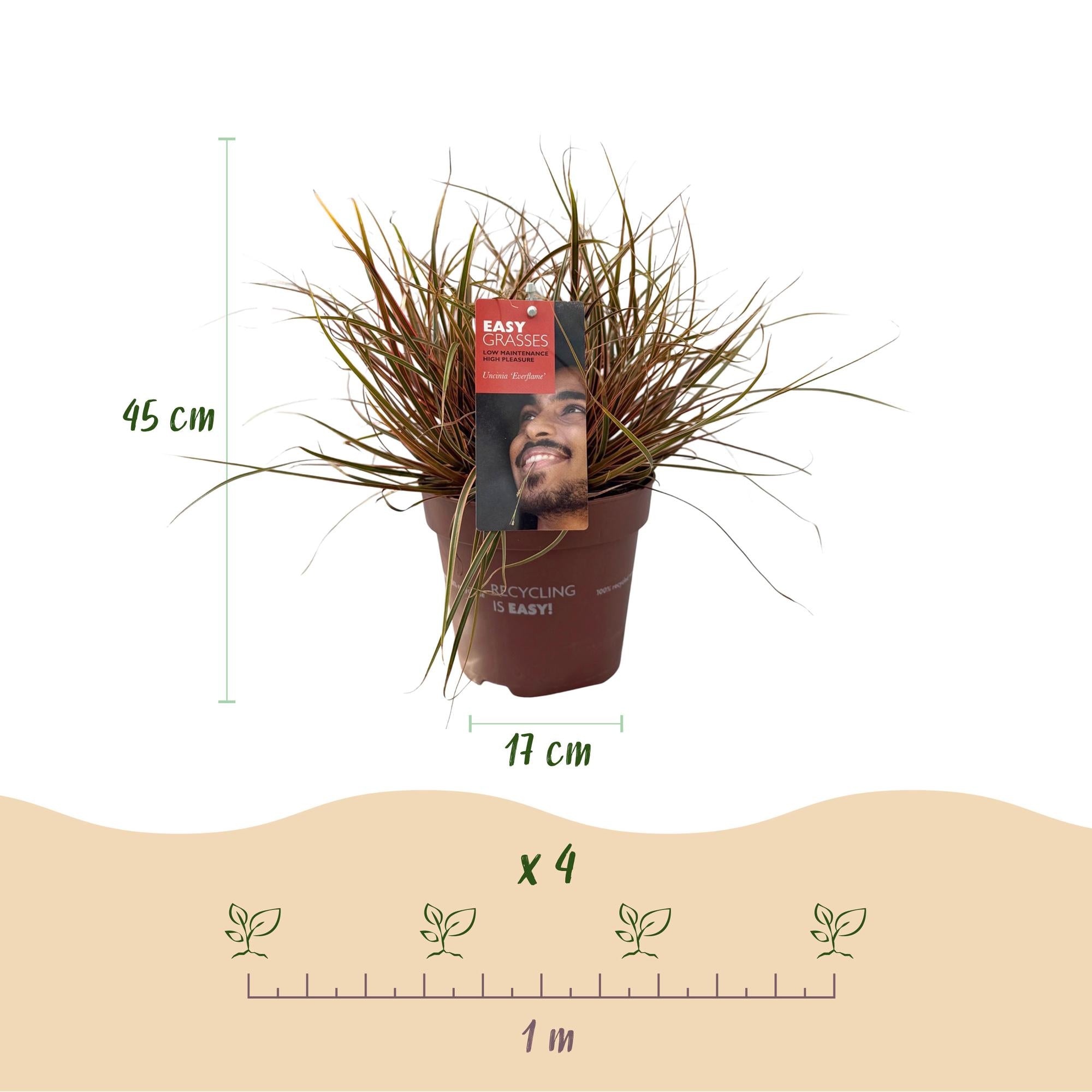 Rötliche Hakensegger - Uncinia rubra Everflame - Rot - 2 Pflanzen - Immergrün - Wenig Pflege - Topf 17cm Höhe 50cm