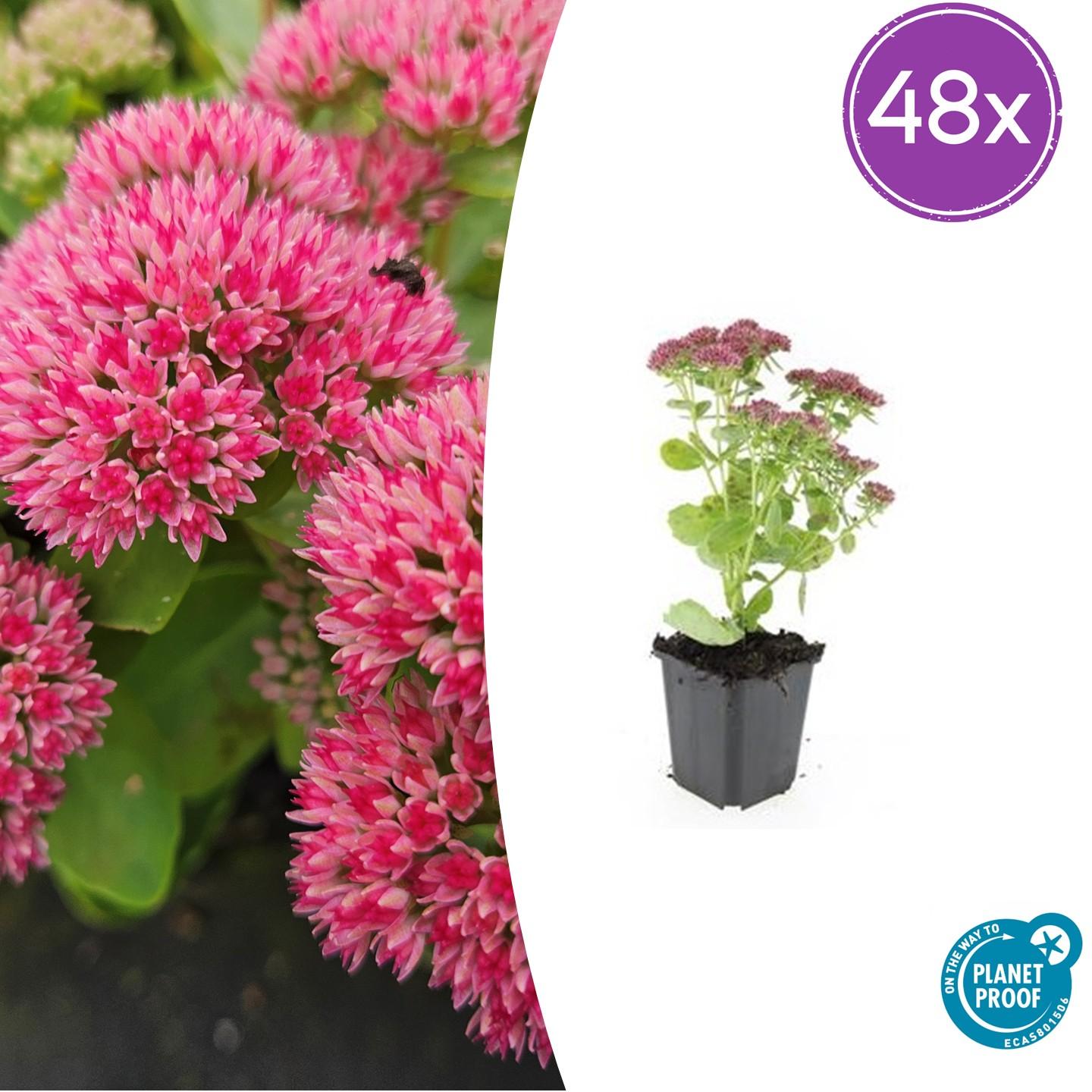 Fetthenne - Sedum 'Herbstfreude' - ↕10-25cm - Ø9cm 48 Stück