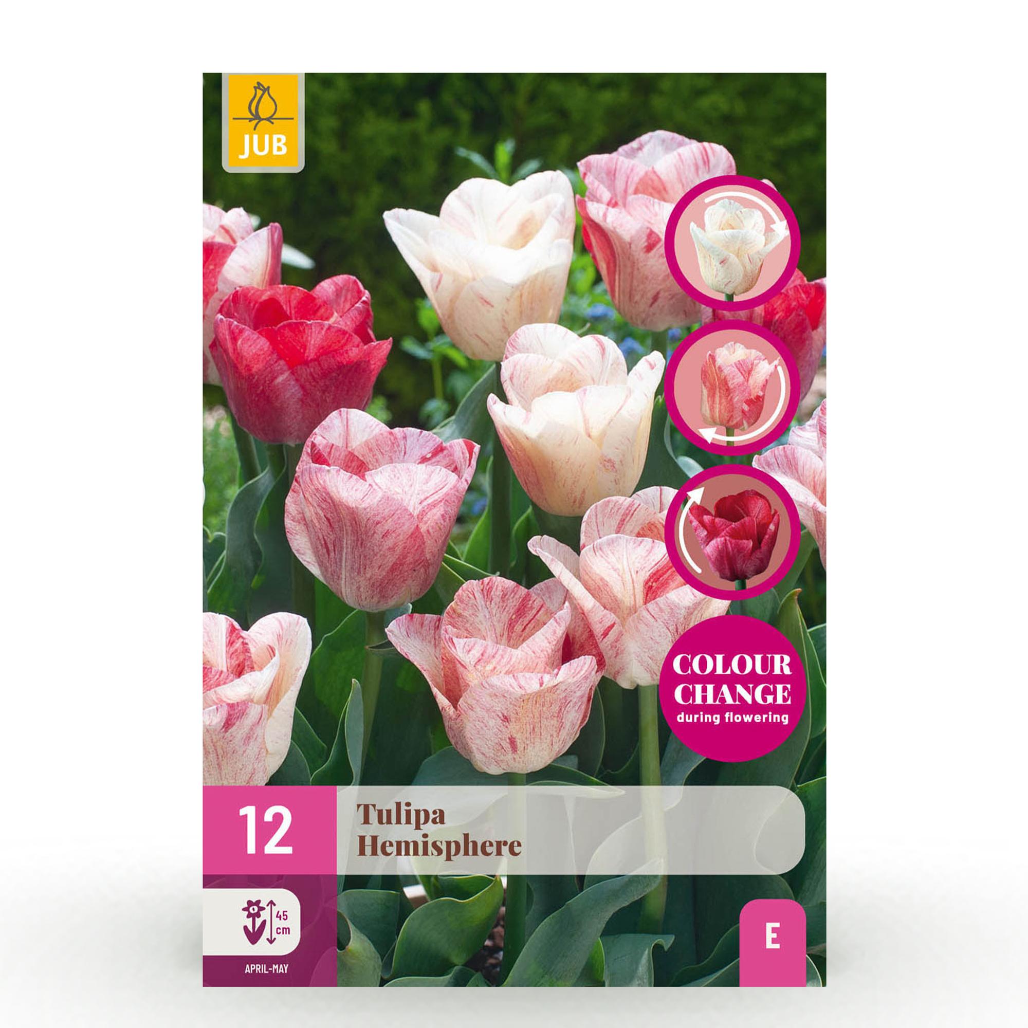Tulpen - Tulipa Hemisphere Mischung - Verschiedene Farben - 12 Stück - Zwiebelgröße 11/12 - XXL Pack