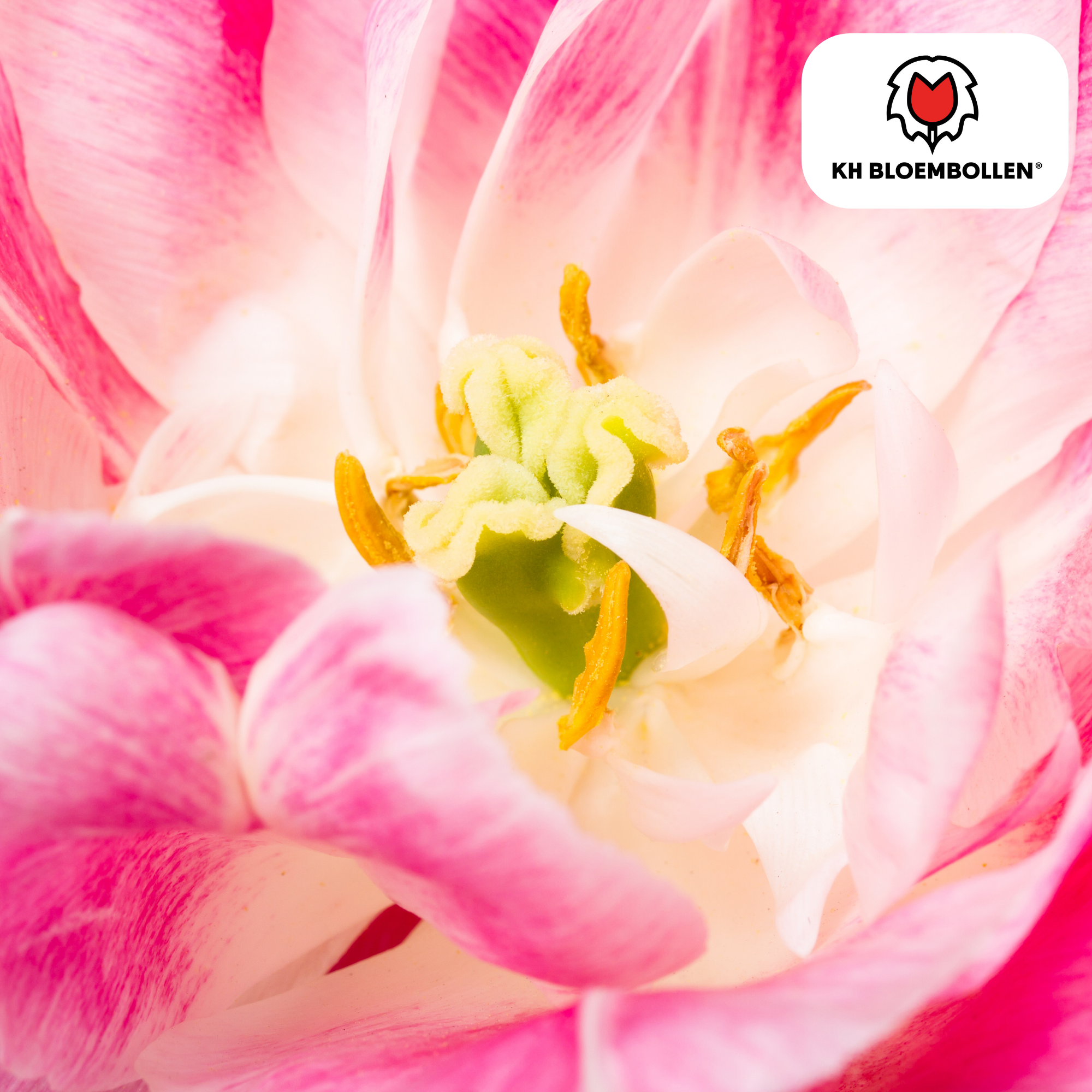 Tulpen - Tulipa Columbus – 20 Stück - Rosa-weiße doppelte Pfingstrosentulpe – Elegant & Voll – Für Garten oder Topf – Größe 11/12 – Frisch vom Züchter!