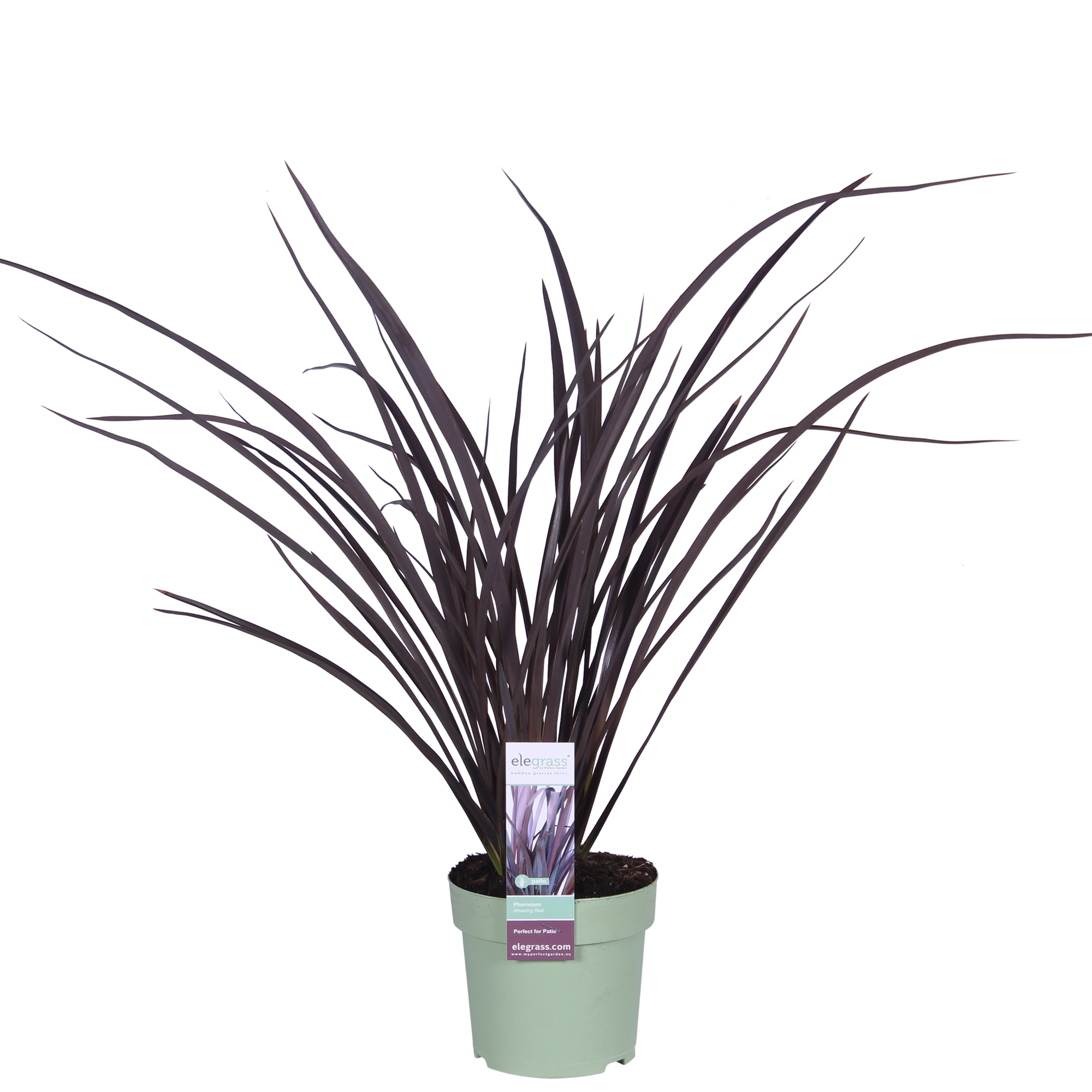 Neuseeländer Flachs - Phormium 'Rubra Nana' - Ø14cm - ↕50cm