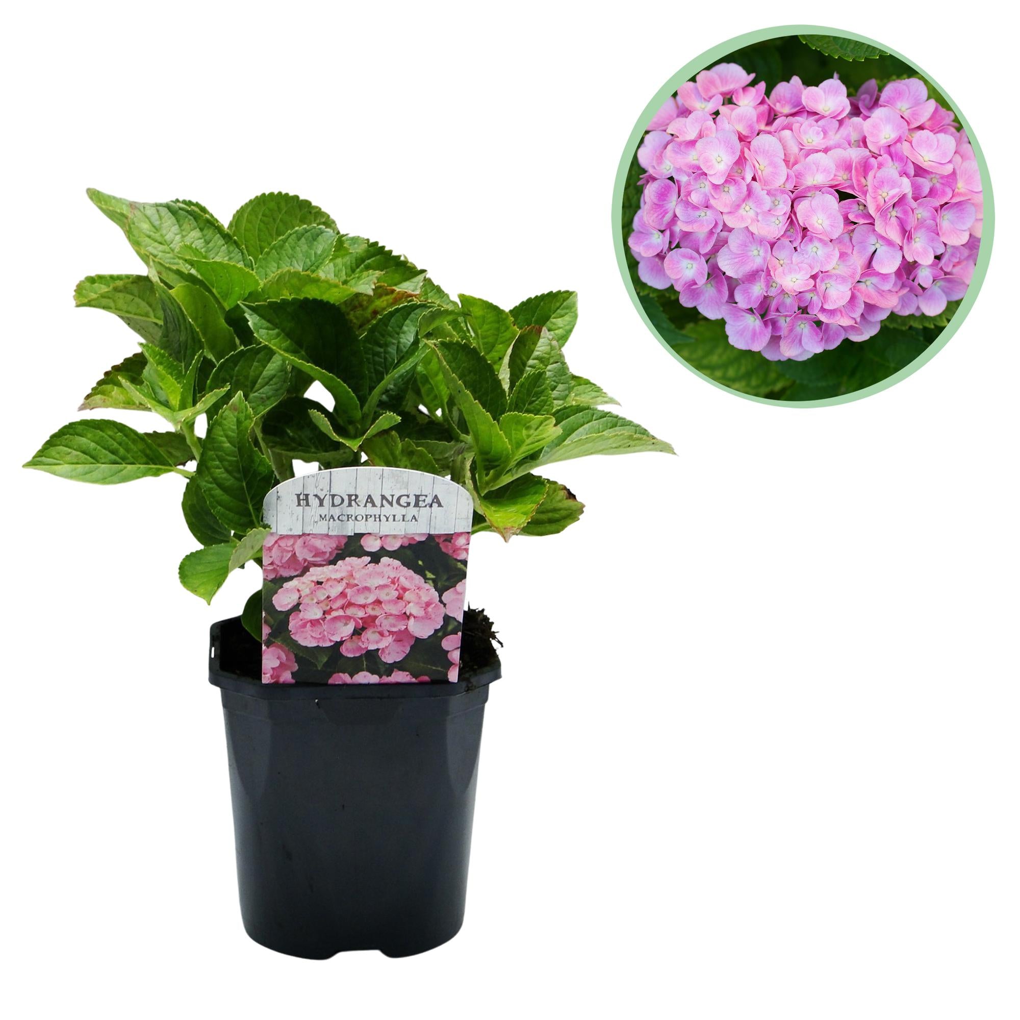 Gartenhortensie - Hortensie - Hydrangea macrophylla Pink - Blüte Rosa - 1 Pflanze - Laubabwerfend - Wenig Pflege - Topf 17cm Höhe 30cm