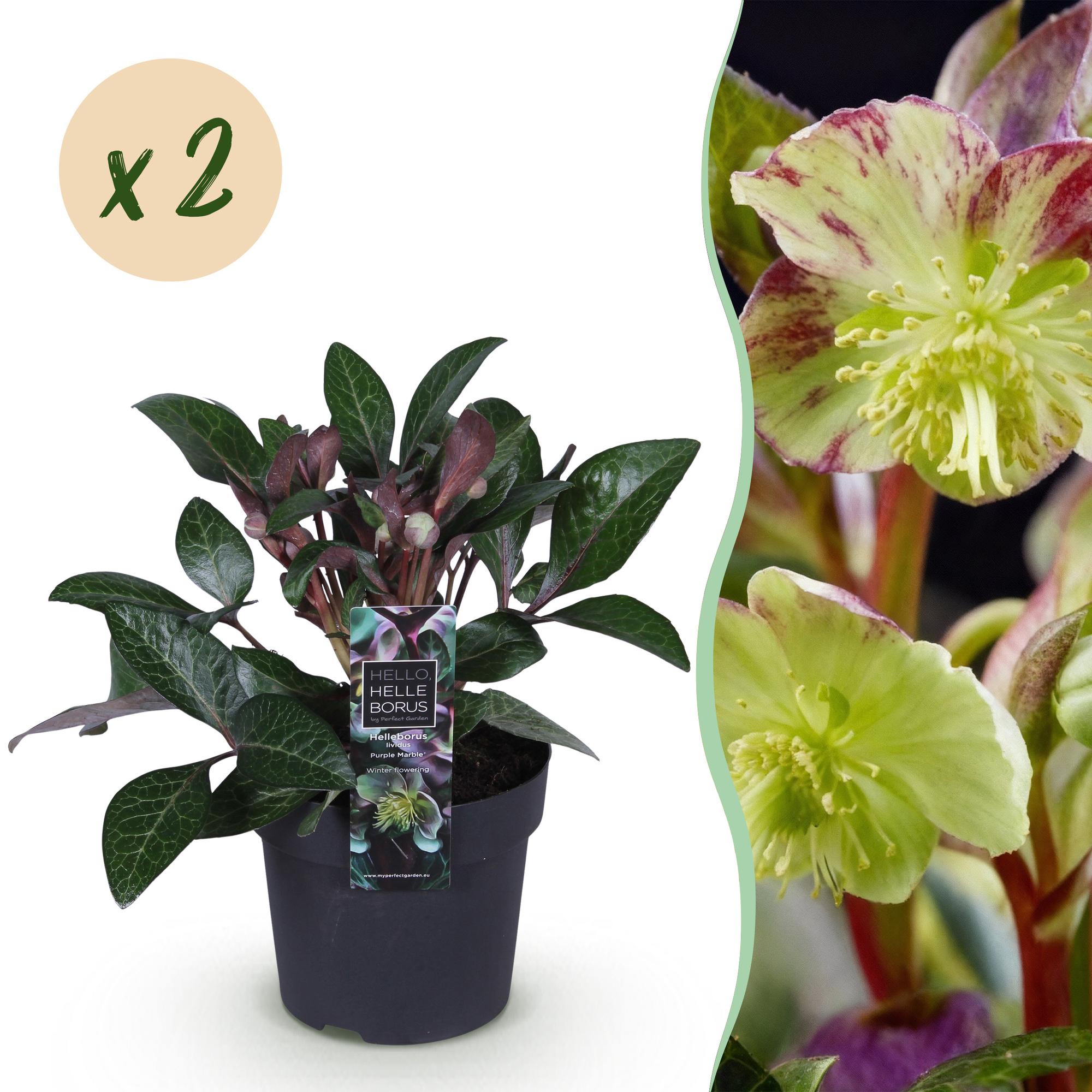 Christrosen Set - Helleborus lividus Purple Marble - Lila Blüte - Topf 14cm Höhe 35cm