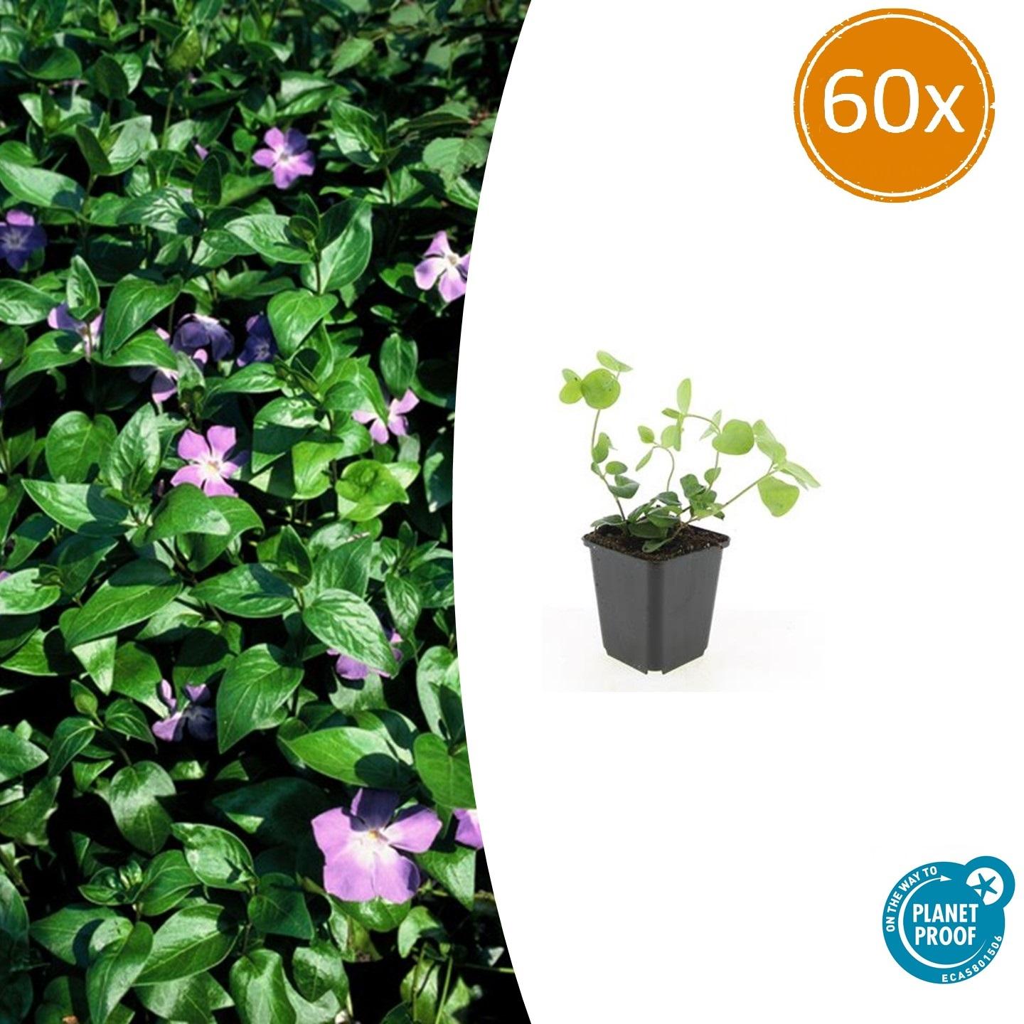 Großes Immergrün - Vinca major - ↕10-25cm - Ø9cm 60 Stück