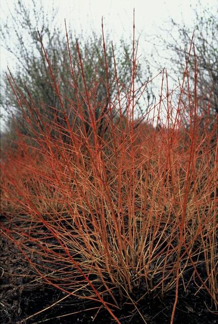 Roter Hartriegel - Cornus sang. 'Midwinter Fire' - ↕10-25cm - Ø9cm 12 Stück