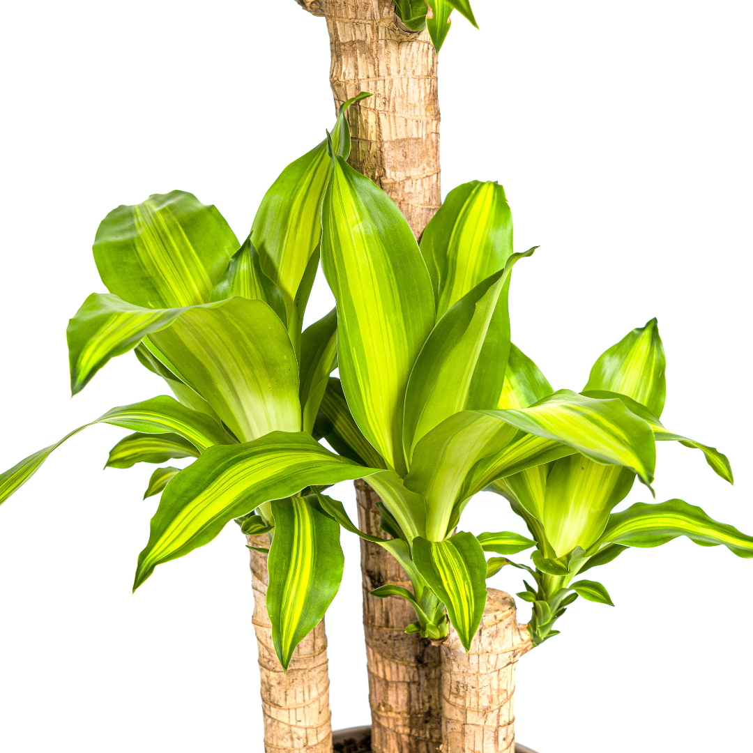 Drachenbaum - Dracaena Fragrans Massangeana mit Korb - Ø21cm - ↕90 - 110cm