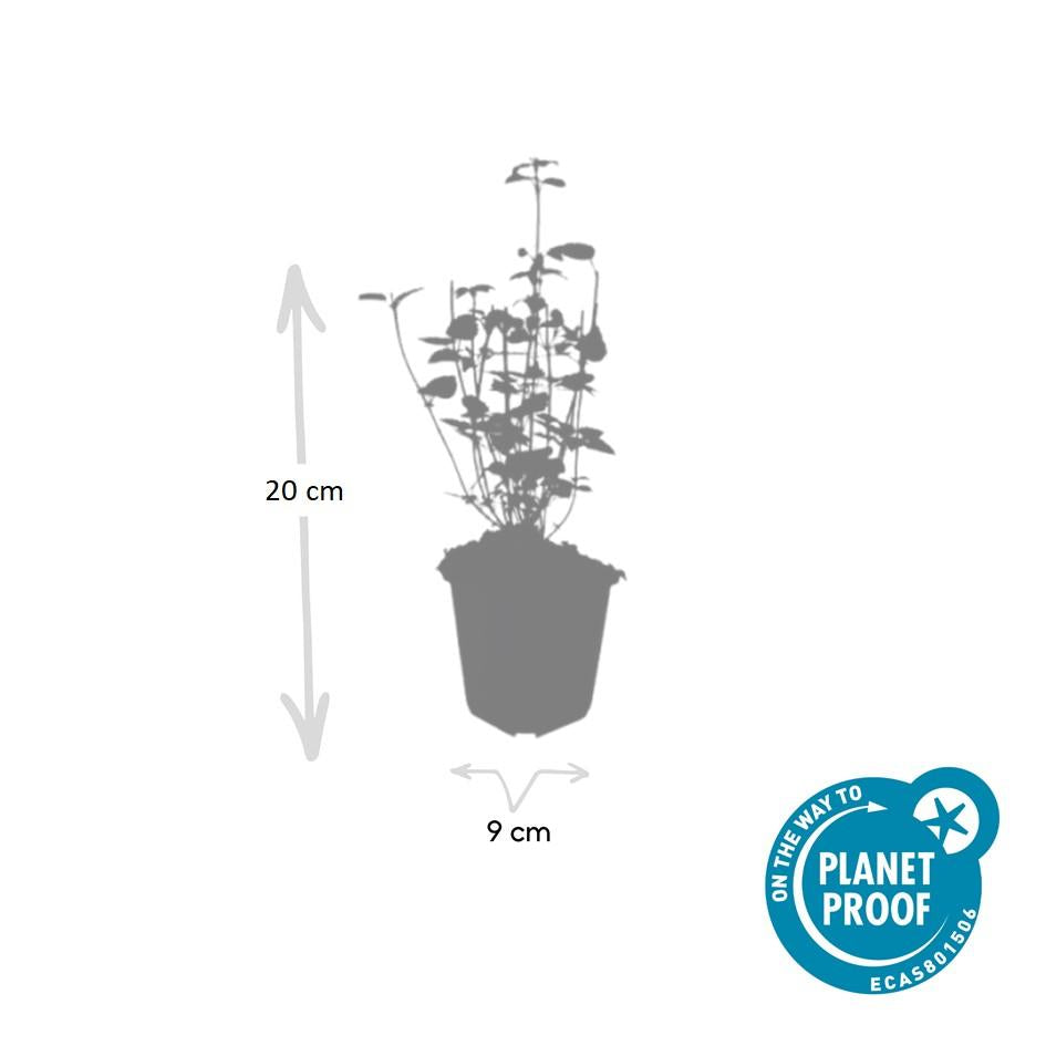 Duftnessel - Agastache 'Black Adder' - ↕10-25cm - Ø9cm 60 Stück
