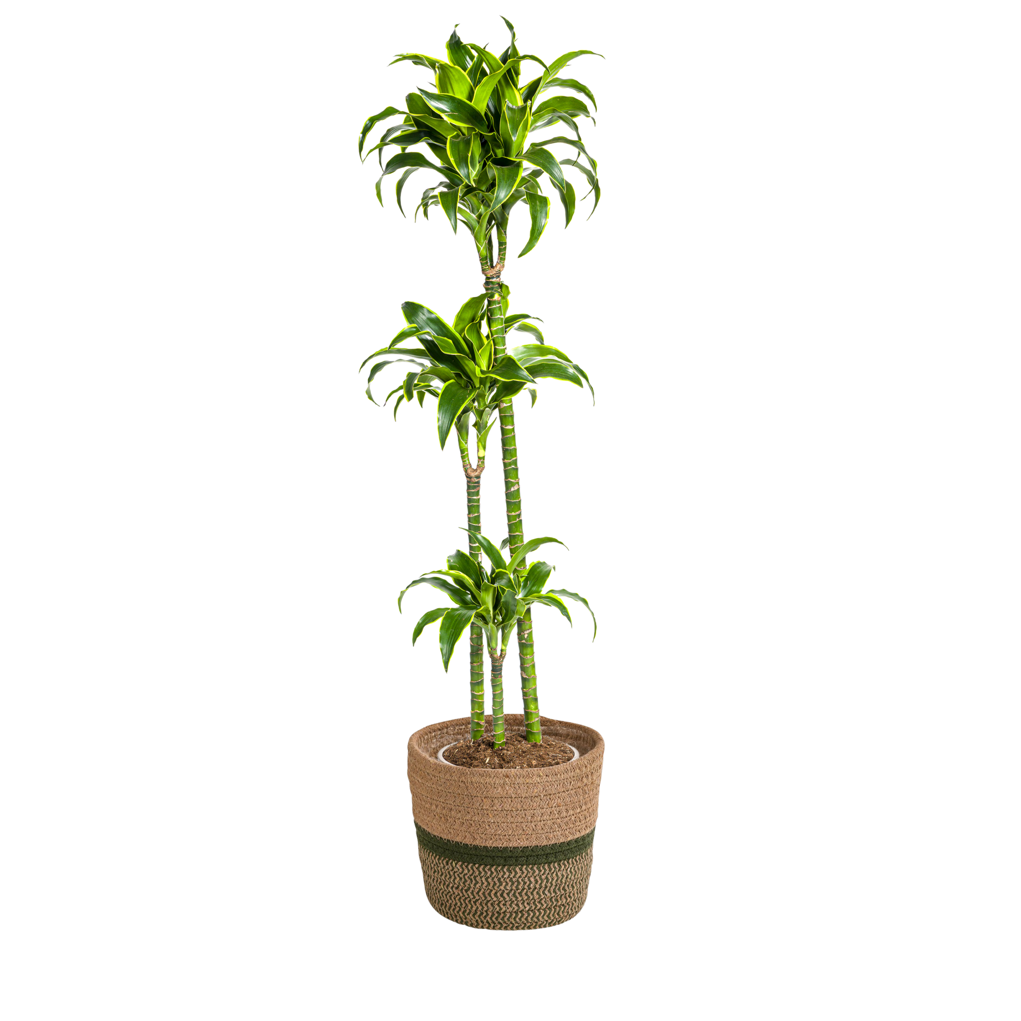 Drachenbaum - Dracaena Deremensis Dorado mit Korb Ø24cm - ↕120 - 140cm