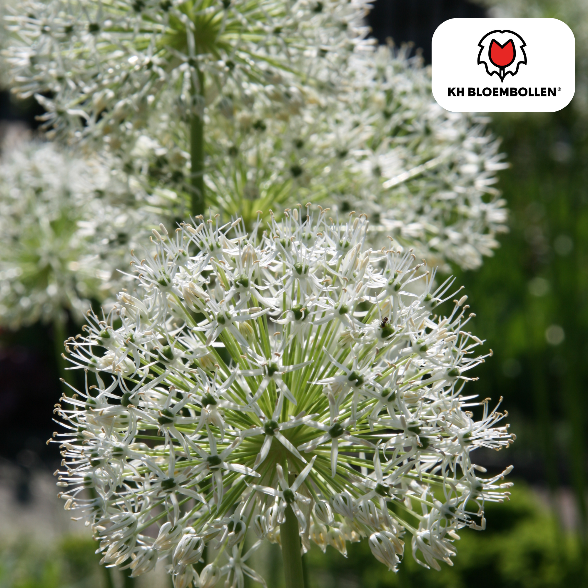 Zierlauch - Allium White Giant - Blumenzwiebeln 5 Stück
