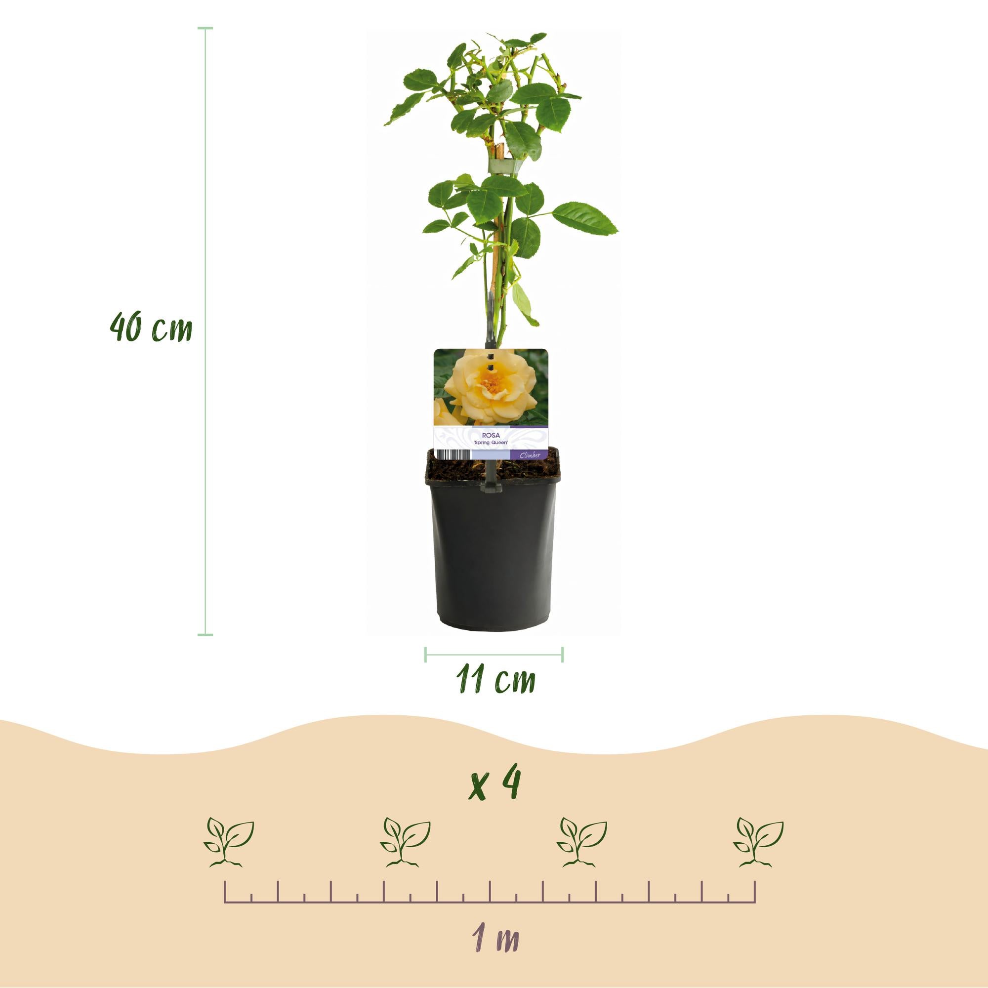 Rosen Mix - Rose Rainbow - Blumen Rosa Weiß Gelb Rot - Wenig Pflege - 4 Pflanzen - Topf 11cm Höhe 40cm