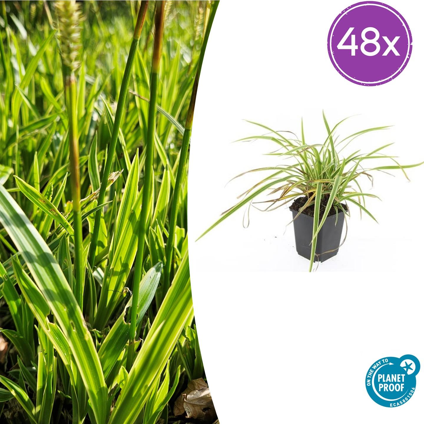 Ziergras Goldrandsegge - Carex morrowii 'Aureovariegata'  - ↕10-25cm - Ø9cm 48 Stück