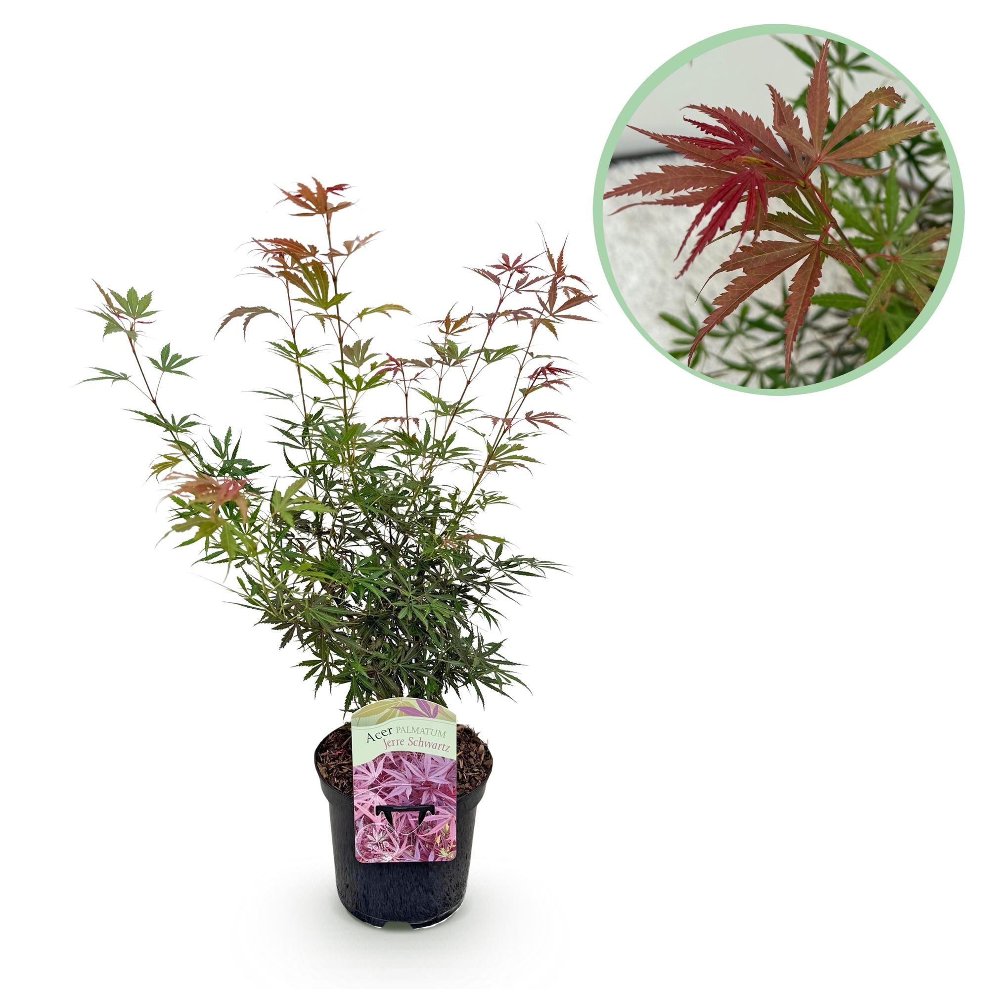 Japanischer Fächerahorn - Acer palmatum Jerre Schwarz - Dunkelrot - 1 Pflanze - Laubabwerfend - Topf 19cm Höhe 70cm