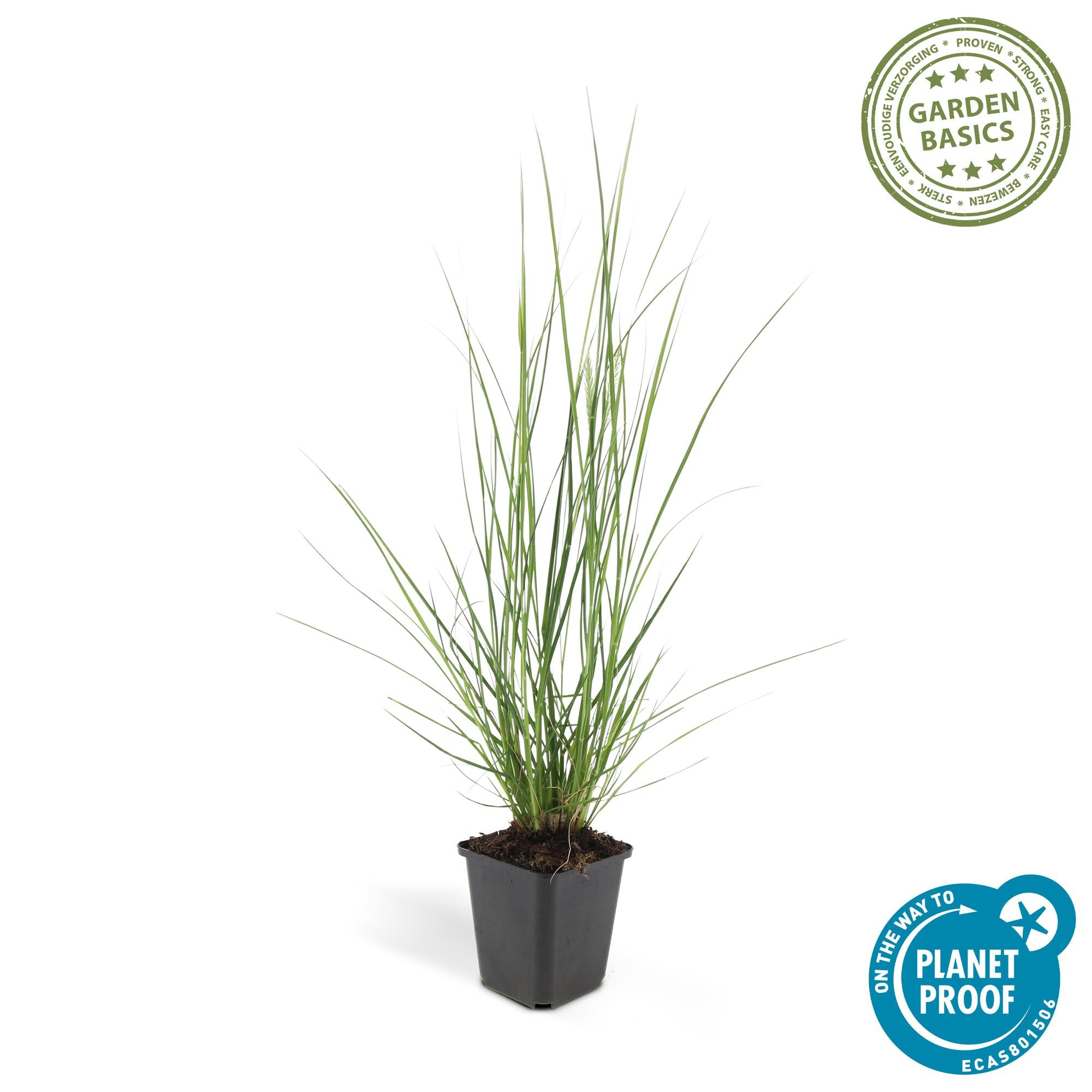 Lampenputzergras - Pennisetum alopecuroides 'Hameln' - ↕10-25cm - Ø9cm 24 Stück