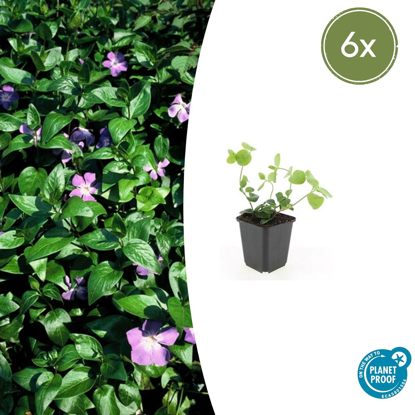 Großes Immergrün - Vinca major - ↕10-25cm - Ø9cm 6 Stück
