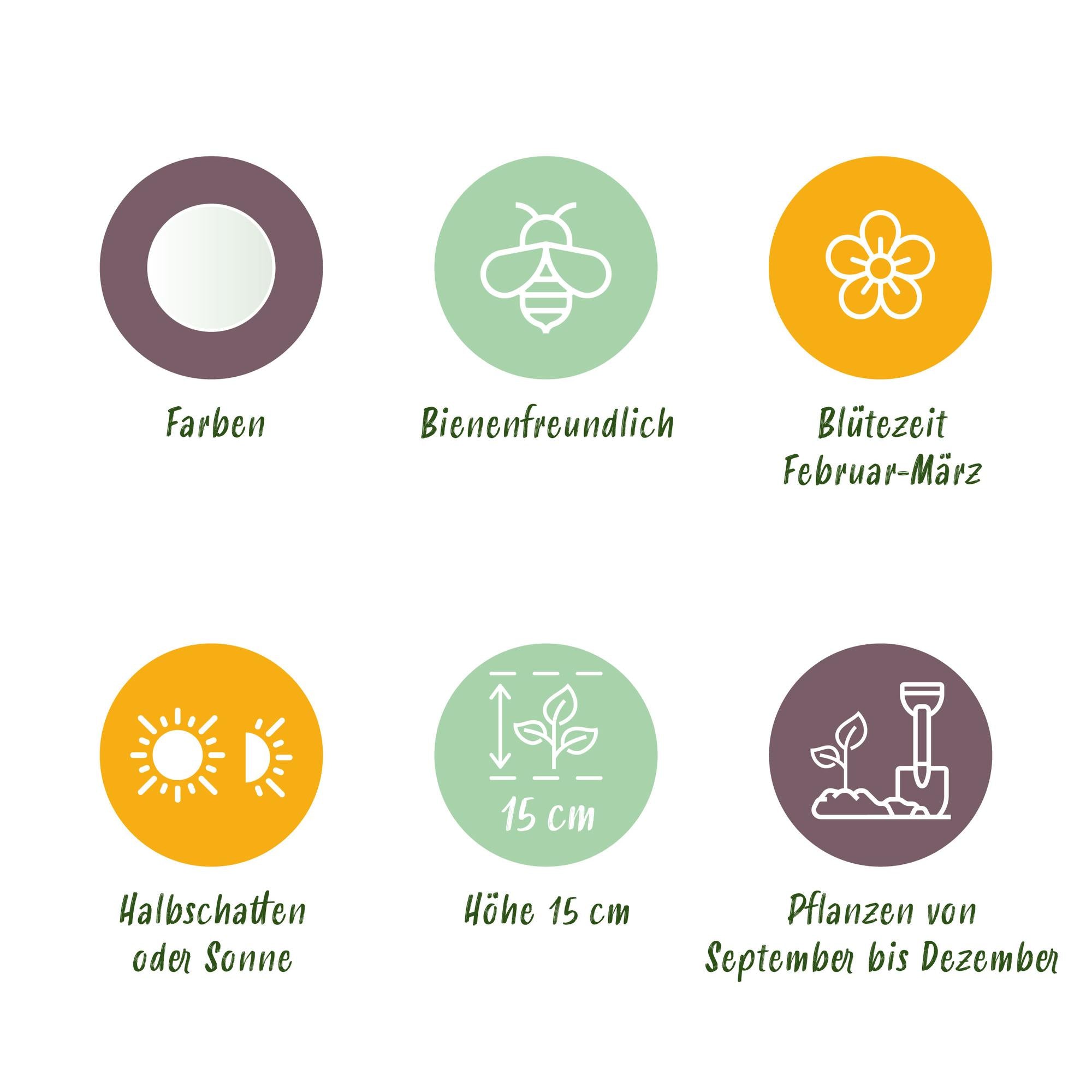 Krokuse - Blumenzwiebeln - Crocus White - Farbe Gelb - 30 Stück - Zwiebelgröße 7/8 - XXL Pack