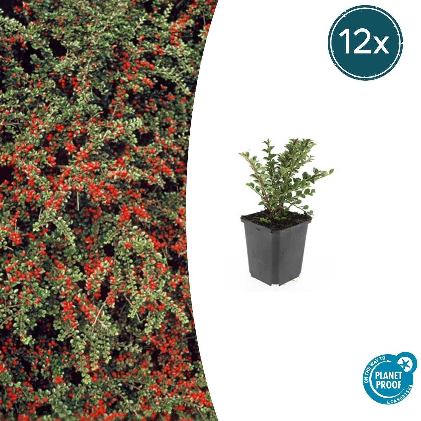 Fächerzwergmispel - Cotoneaster horizontalis - ↕10-25cm - Ø9cm 12 Stück