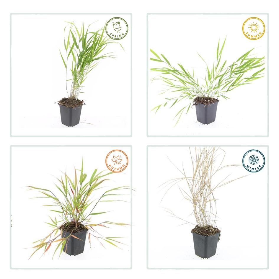 Japanisches Waldgras - Hakonechloa macra - ↕10-25cm - Ø9cm 24 Stück