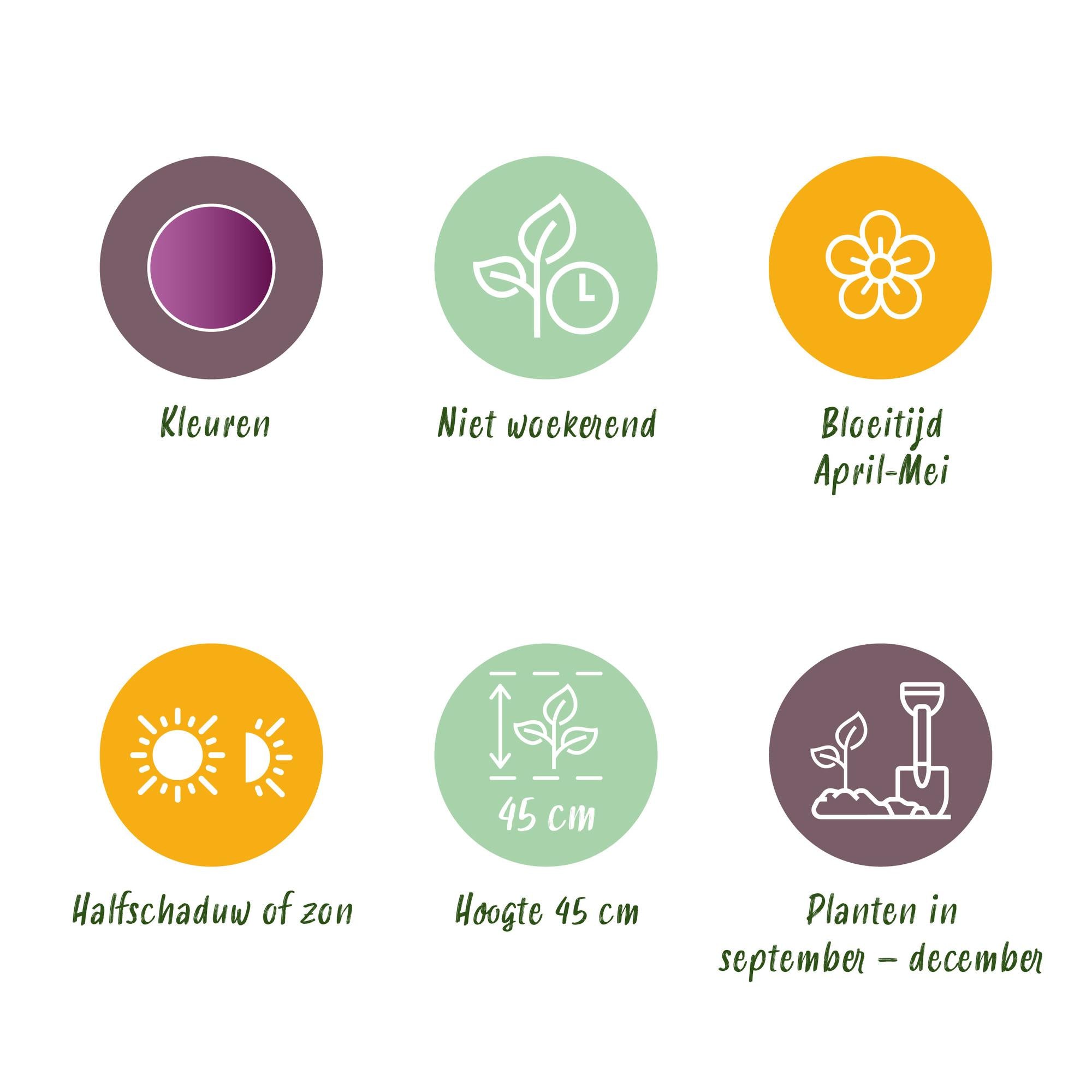 Tulpen - Tulipa Double Lila - Farbe Lila - 50 Stück - Zwiebelgröße 11/12 - XXL Pack