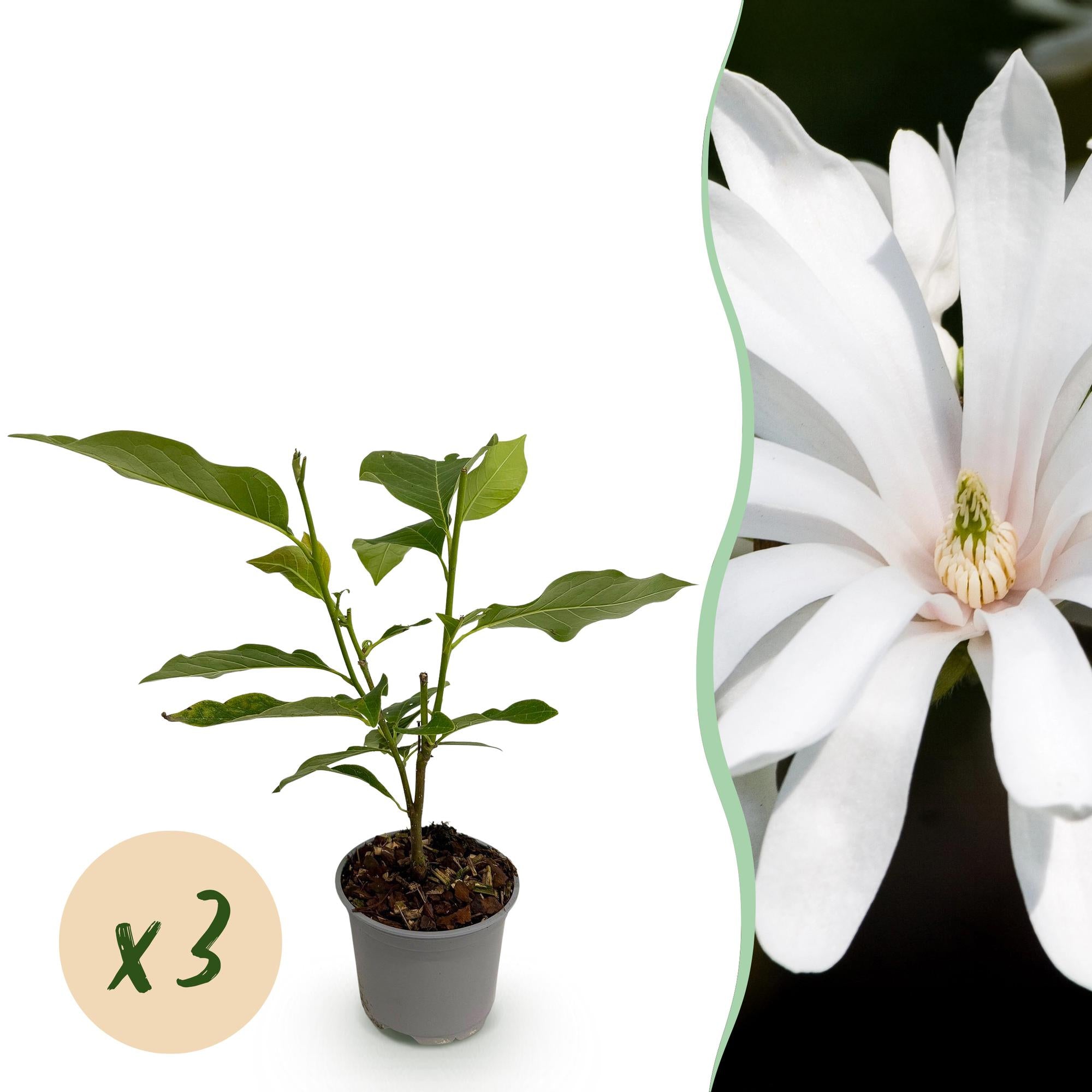 Magnolienstrauch - Magnolia stellata Royal Star - Blüte Weiß - 3 Pflanzen - Laubabwerfend - Wenig Pflege - Topf 12cm Höhe 30cm