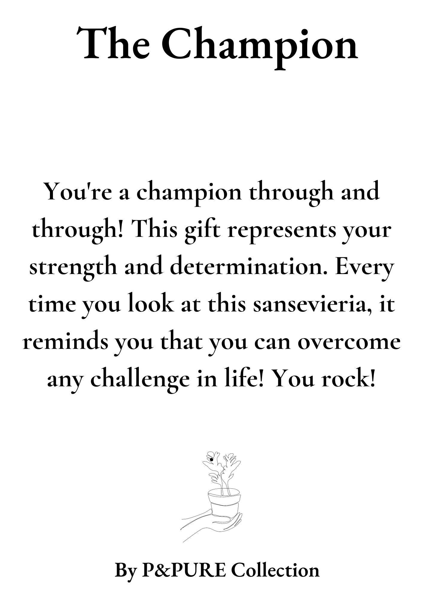 Bogenhanf - Sansevieria Gift "The Champion" WITH GREETING CARD! - Ø12cm - ↕30cm