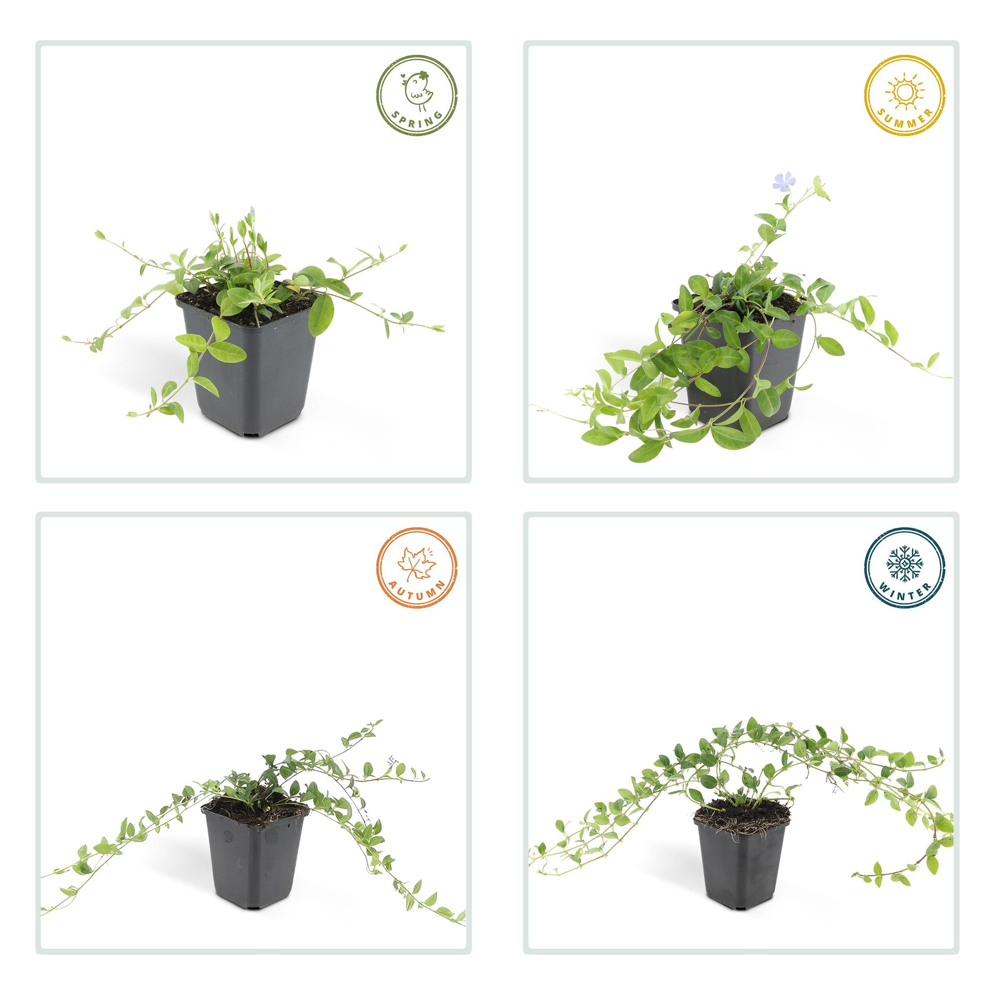 Kleines Immergrün - Vinca minor 'La Grave' - ↕10-25cm - Ø9cm 48 Stück