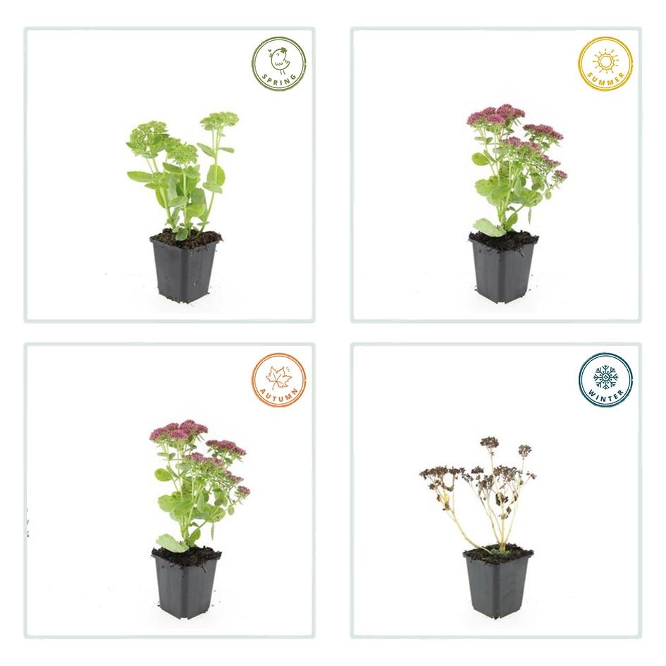Fetthenne - Sedum 'Herbstfreude' - ↕10-25cm - Ø9cm 60 Stück