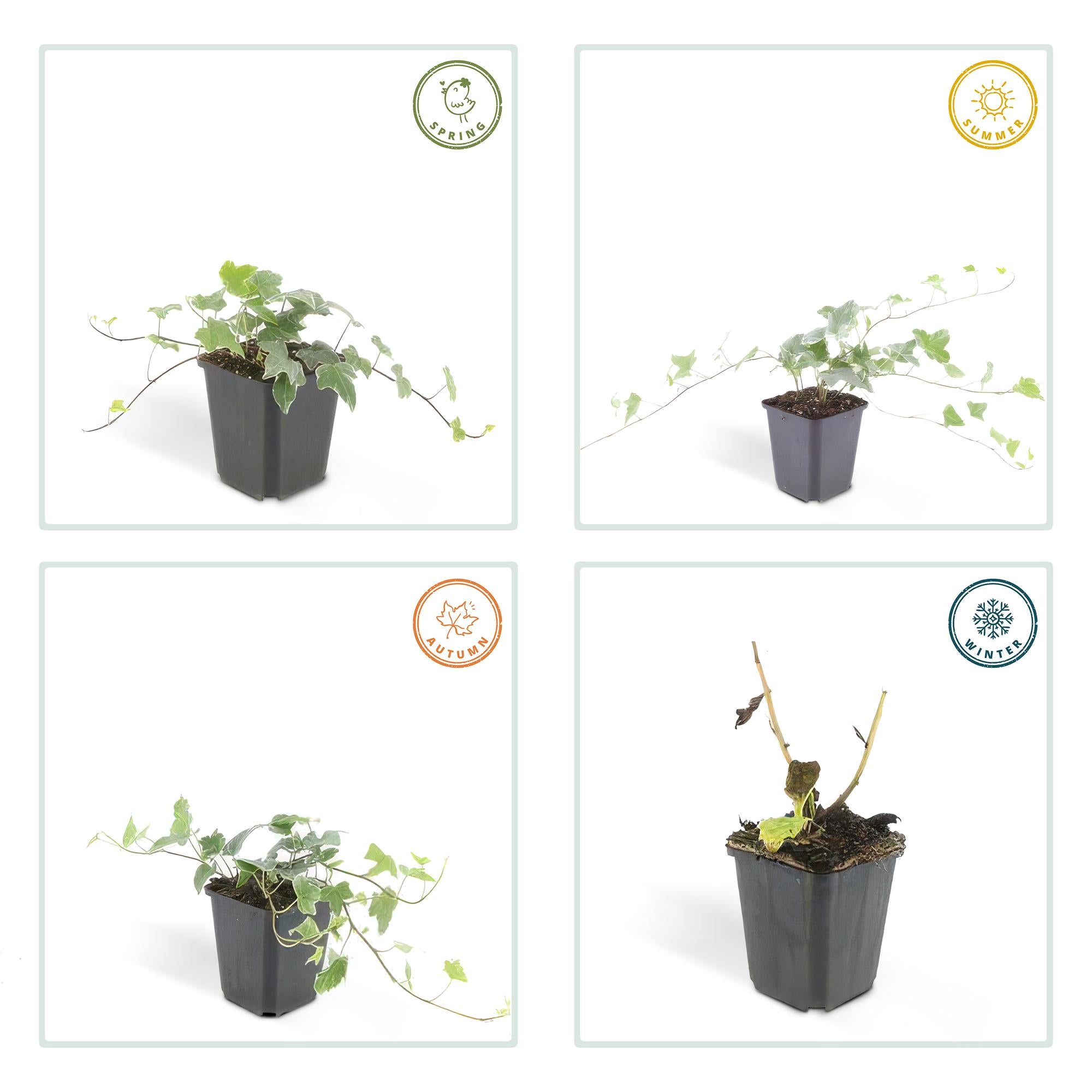 Efeu Glacier - Hedera helix 'Glacier' - ↕10-25cm - Ø9cm 24 Stück