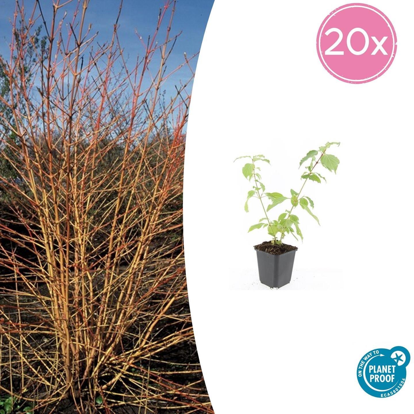 Roter Hartriegel - Cornus sang. 'Anny's Winter Orange' - ↕10-25cm - Ø9cm 20 Stück