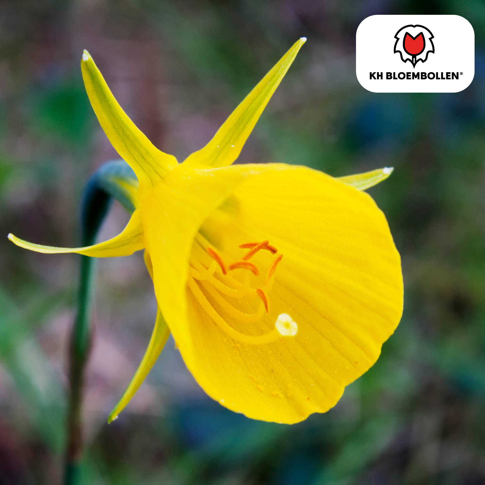 Narzissen - Narcis Golden Bells 25 Stück